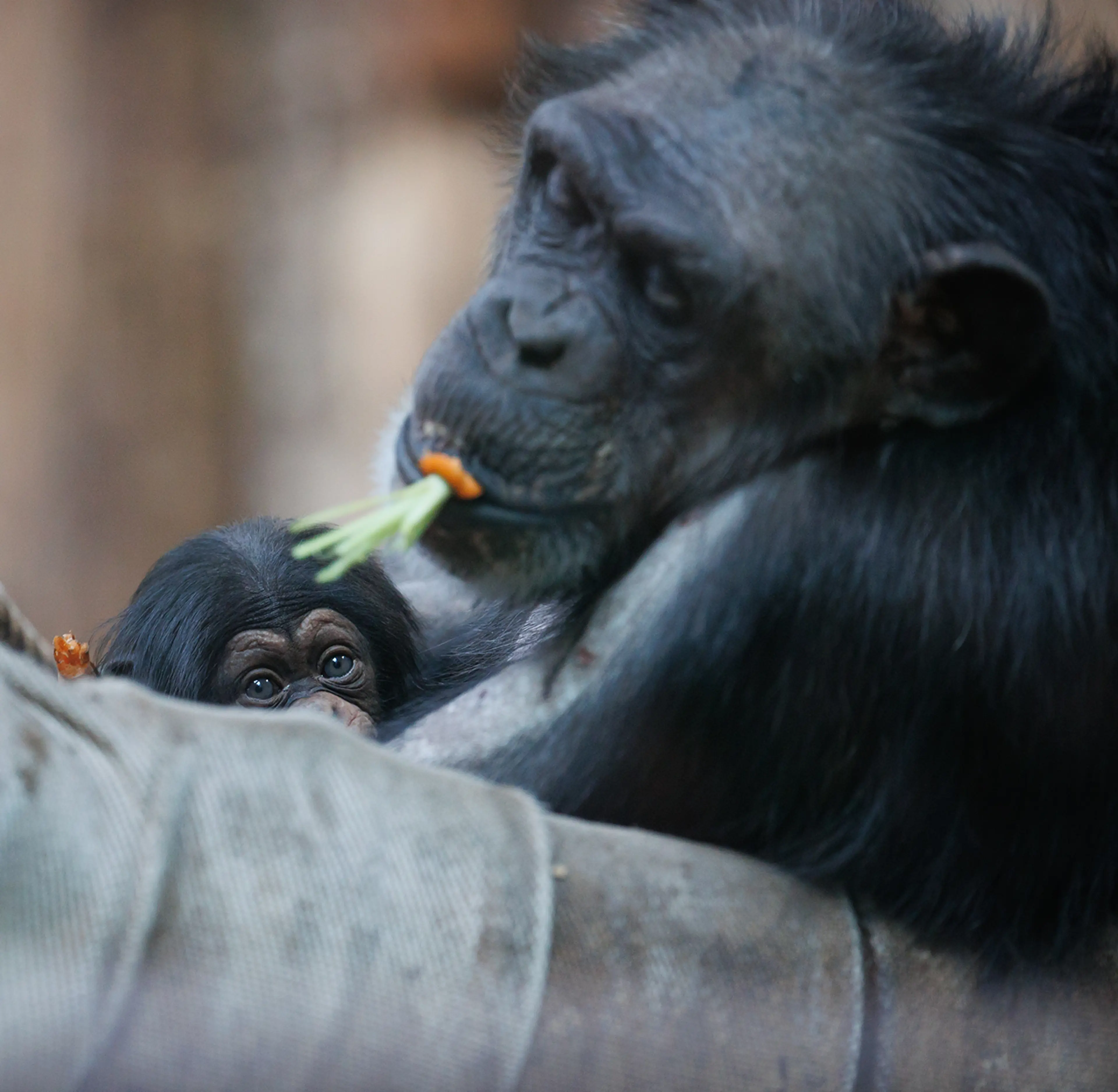 Chimpanse