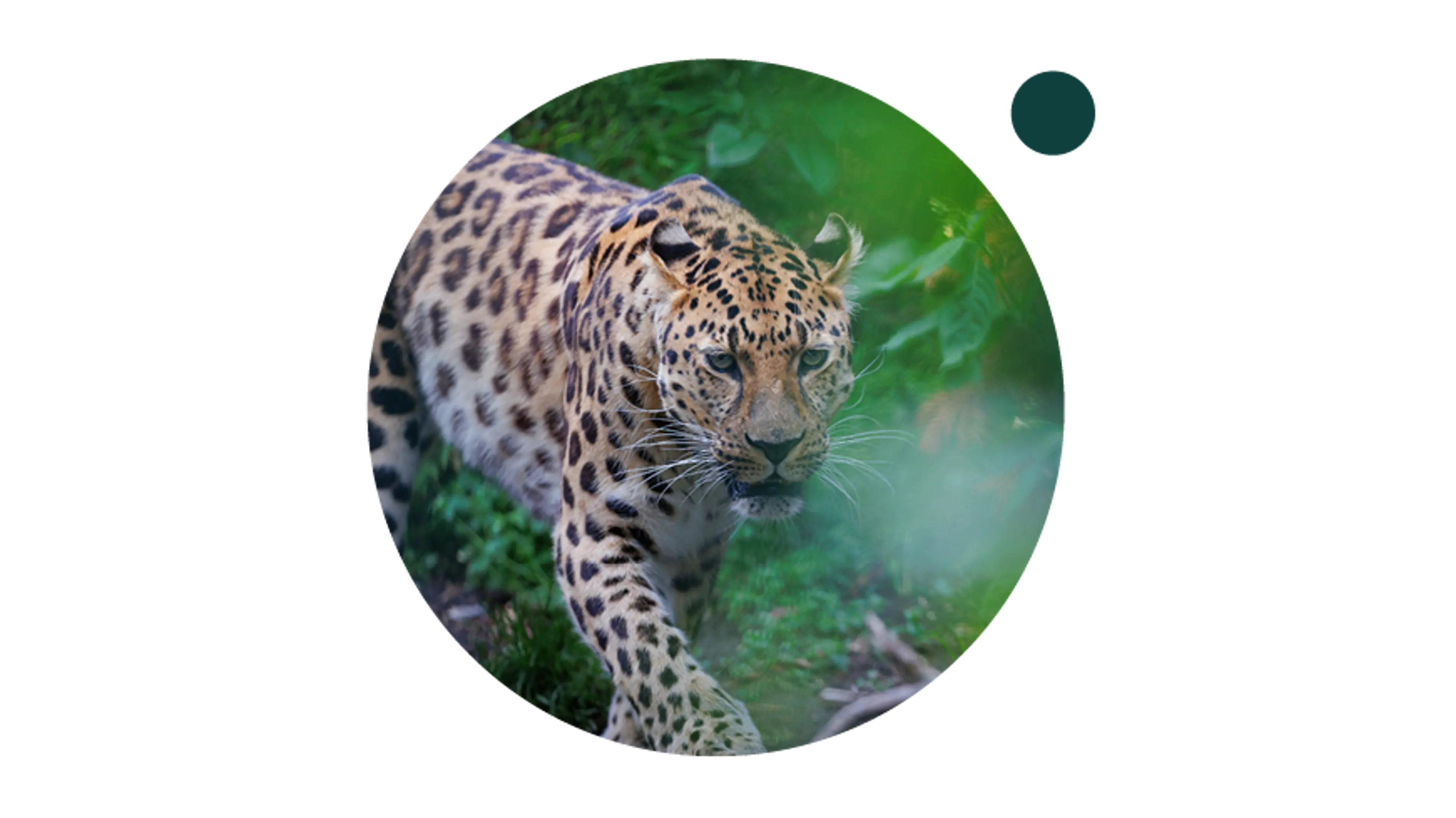 The Leopard Trail offers the chance to see the leopards at eye level or passing above you.