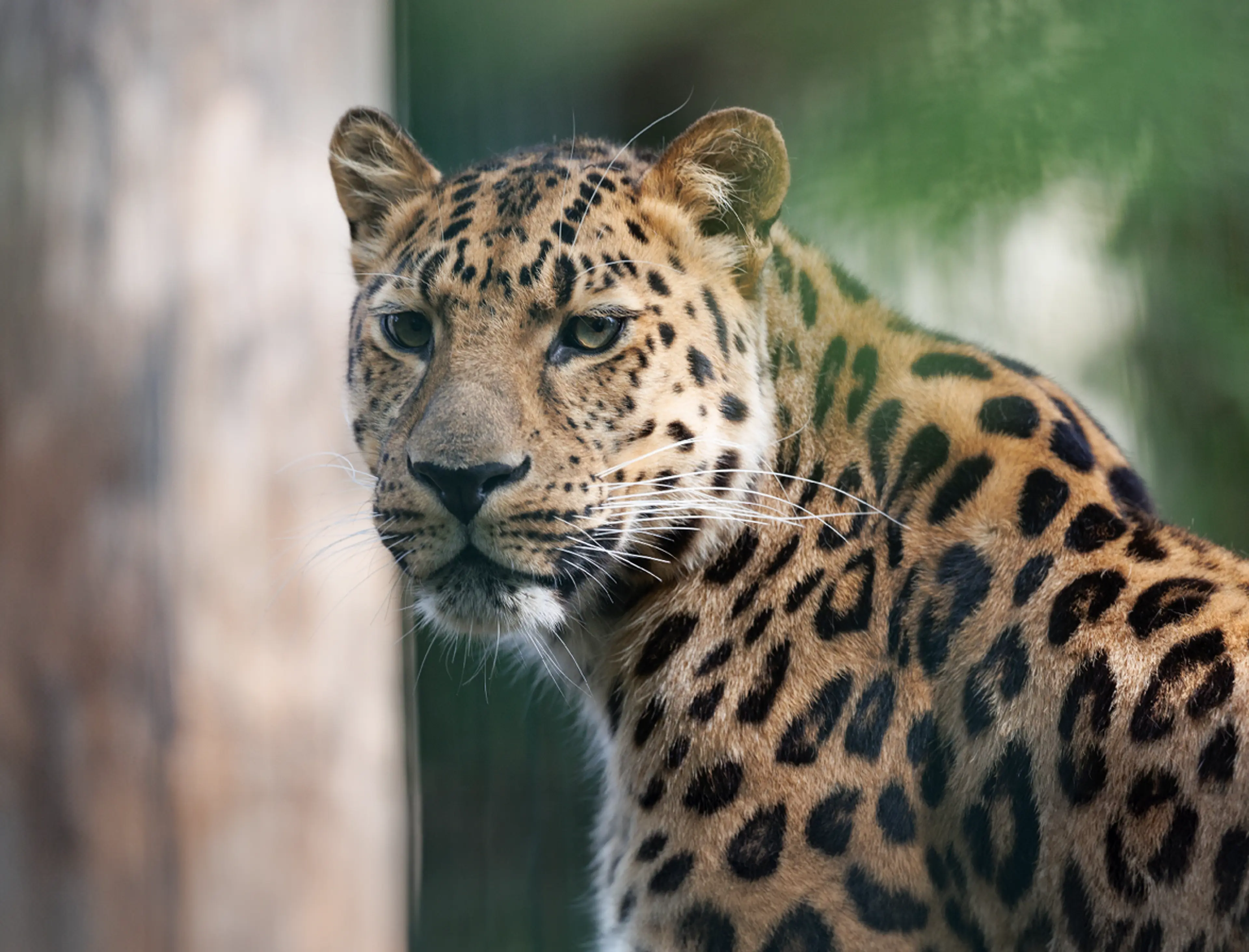 Leopard Trail Copenhagen Zoo – 160-metre trail opens 18 March 2026