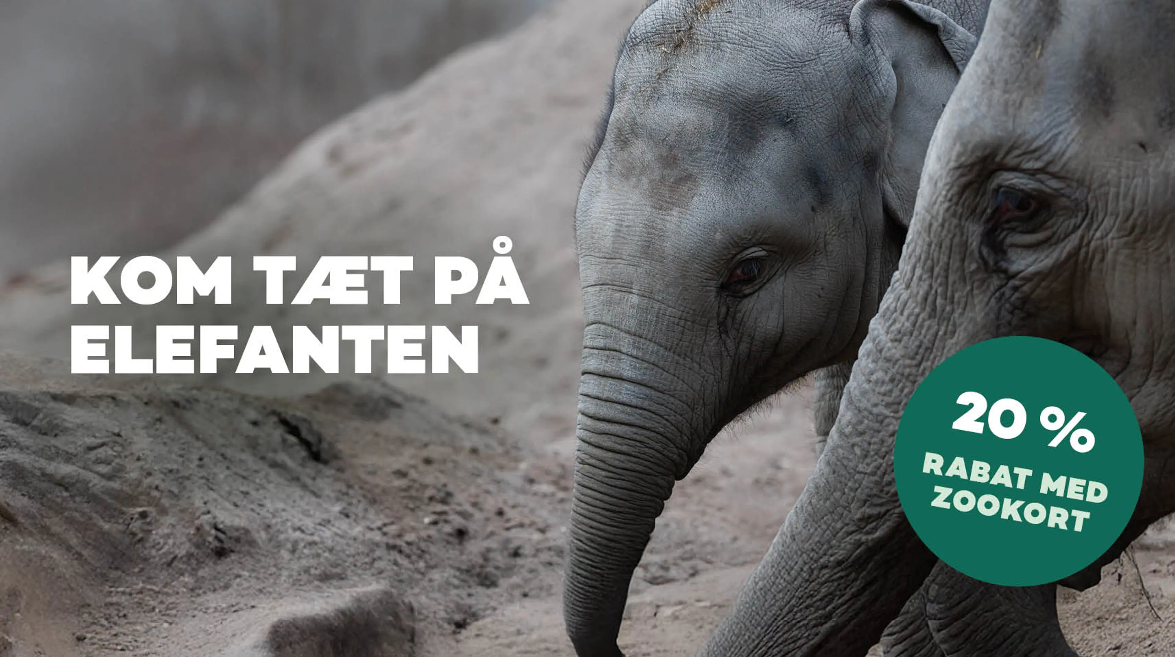 2 elefanter i deres indestald