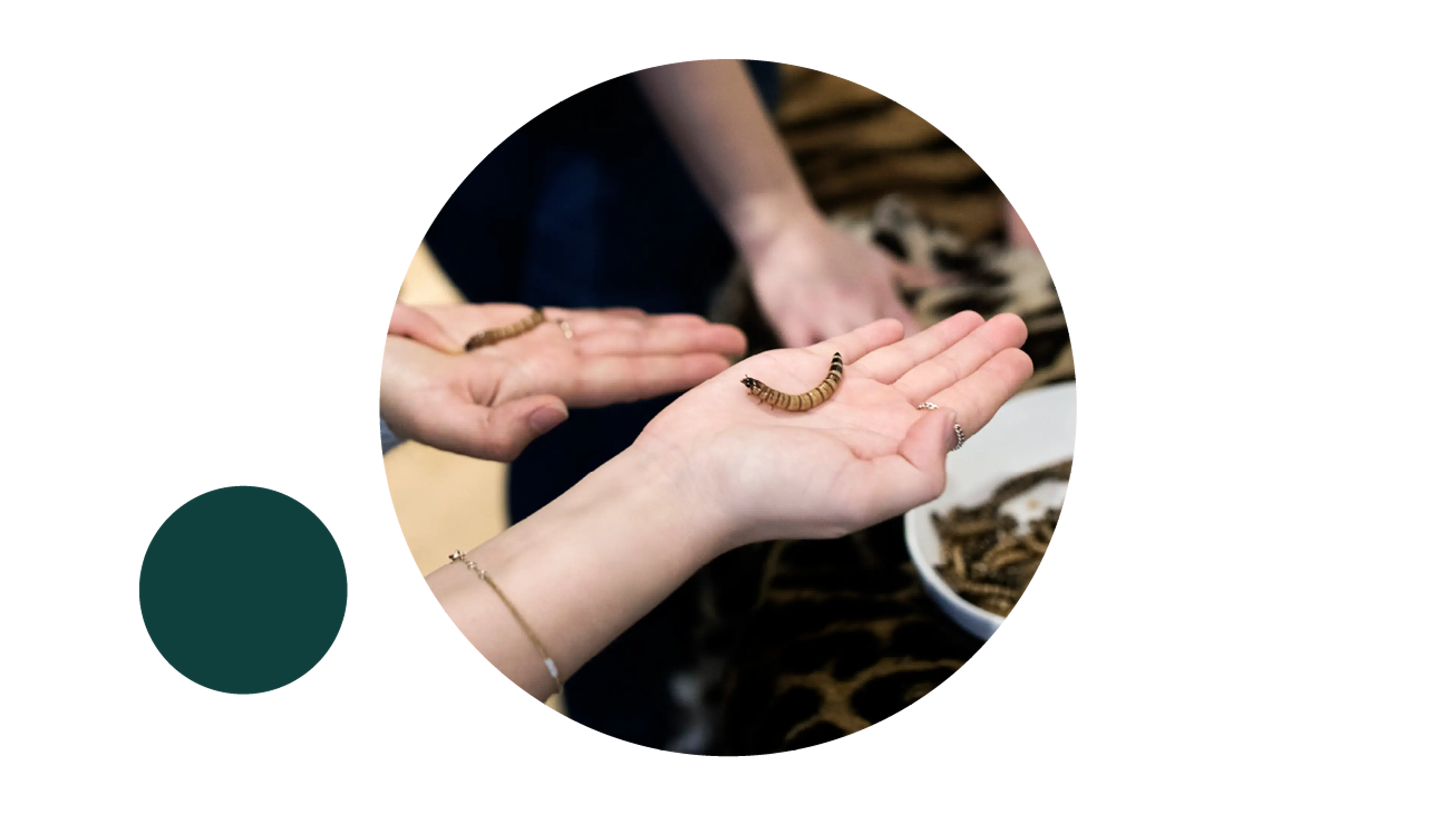 Barn holder melorm i hænderne