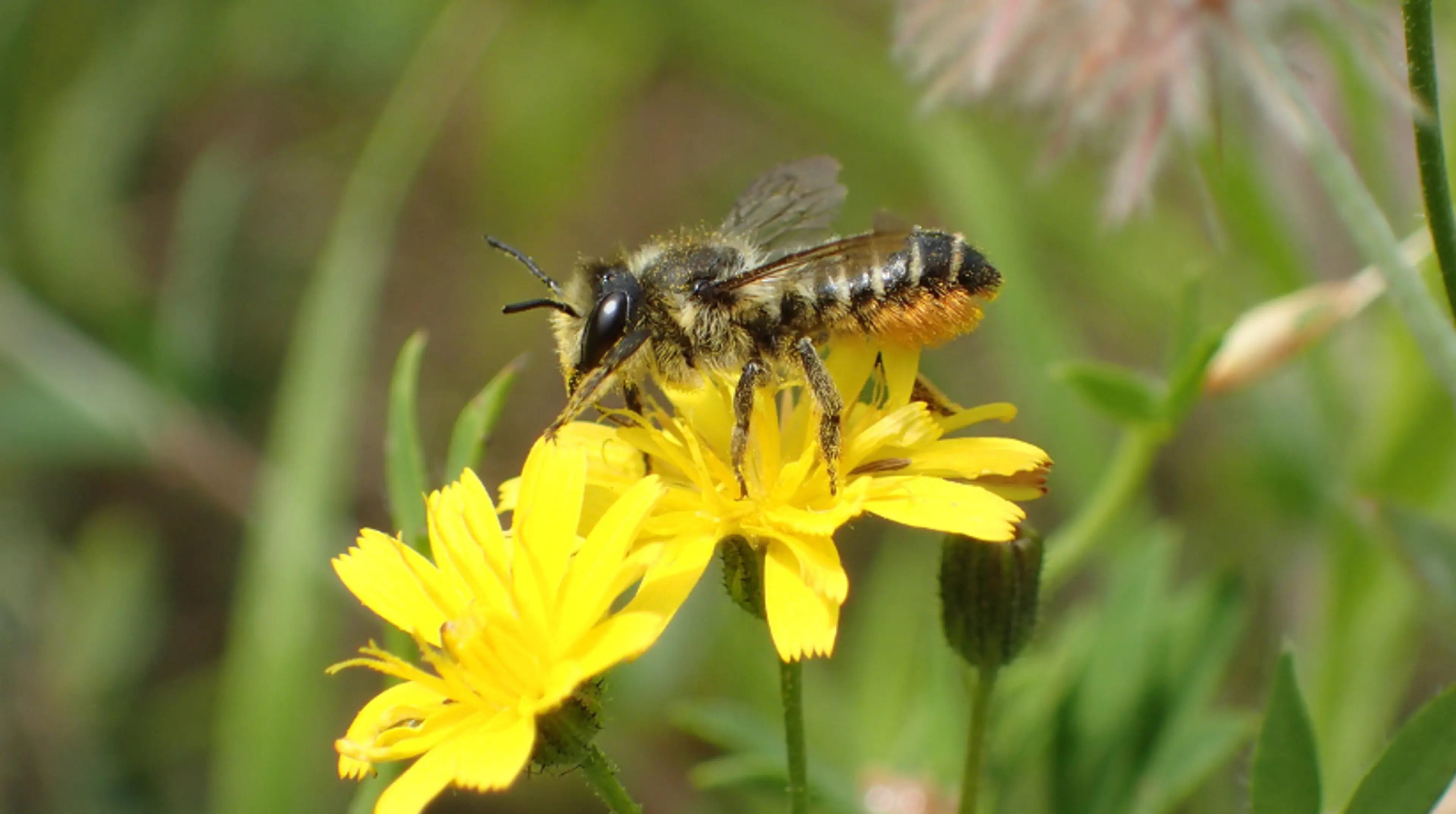 Bestøver på en blomst