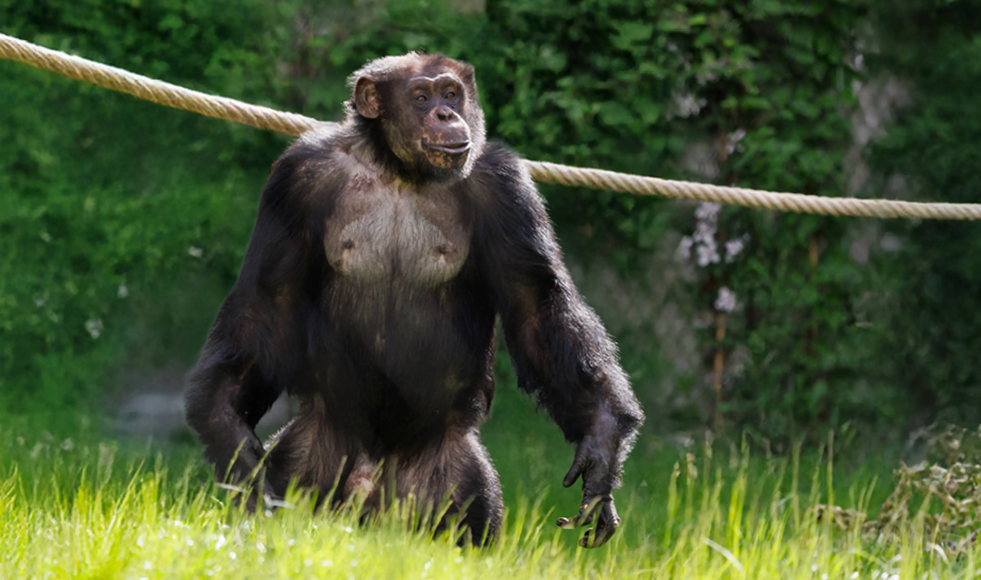 Abeskøn sommer i ZOO