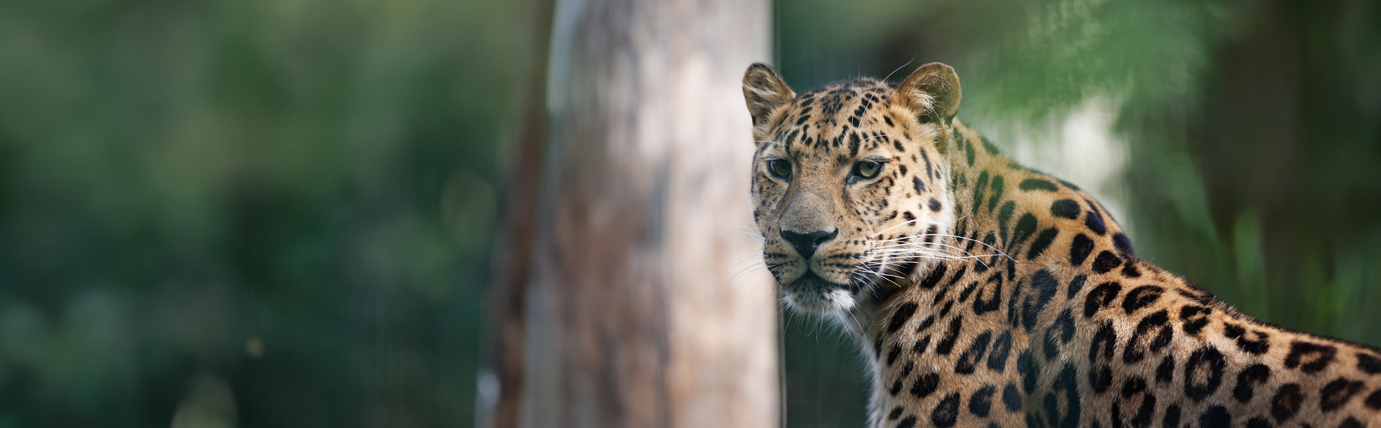 Leopard i København Zoologiske Haves nye Leopardsti