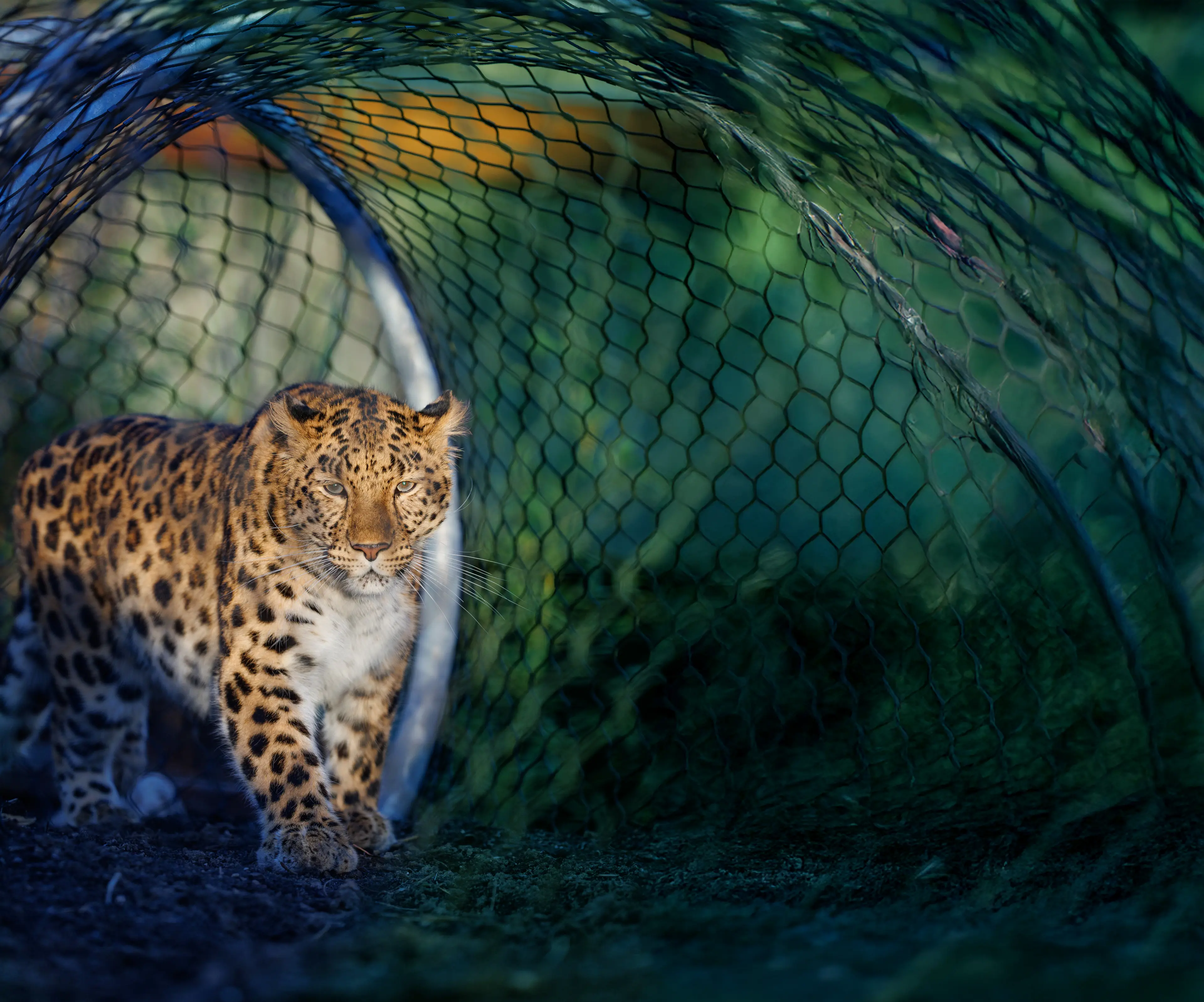 Leopard på leopardstien i København ZOO