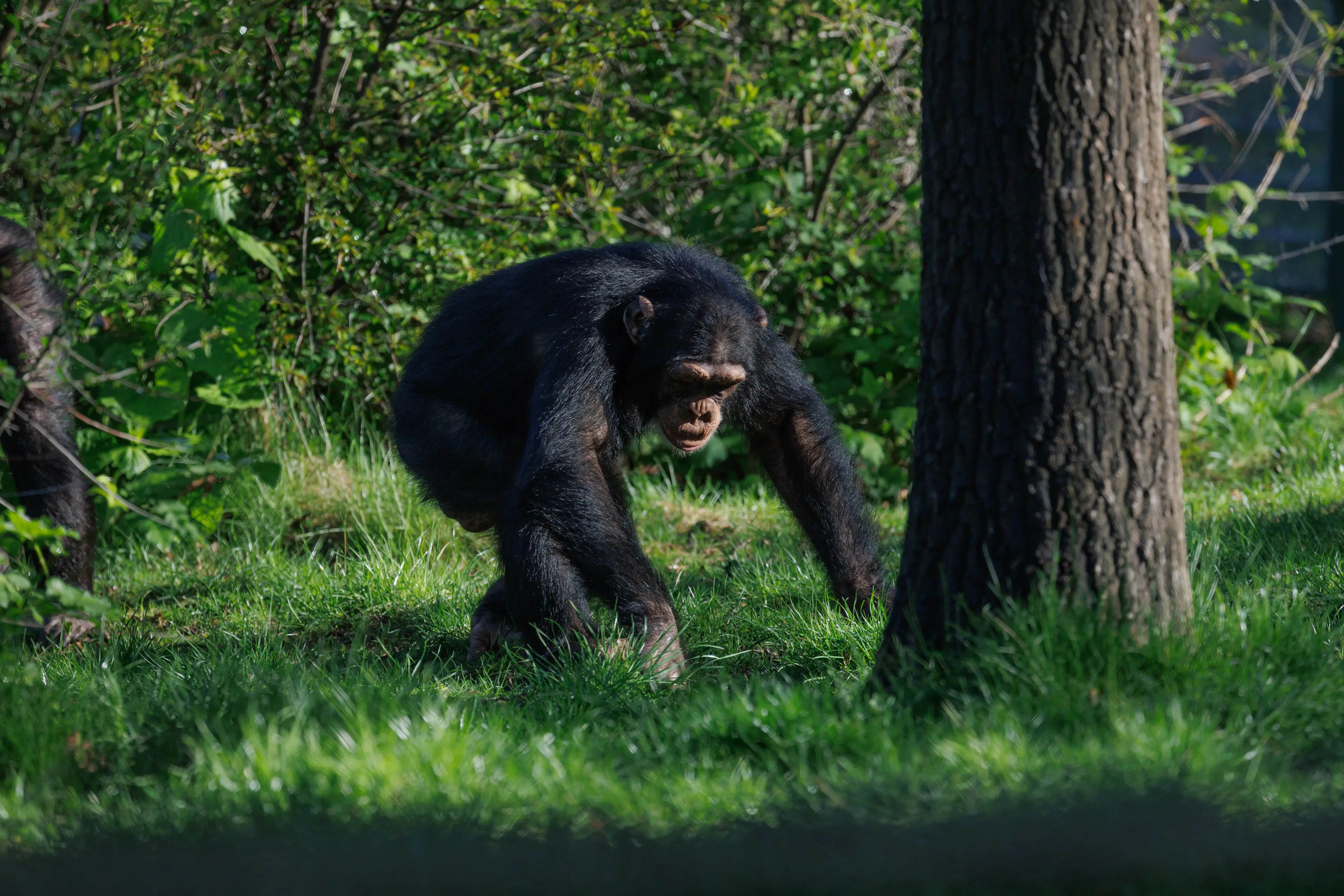 Chimpanse i Zoologisk Have København