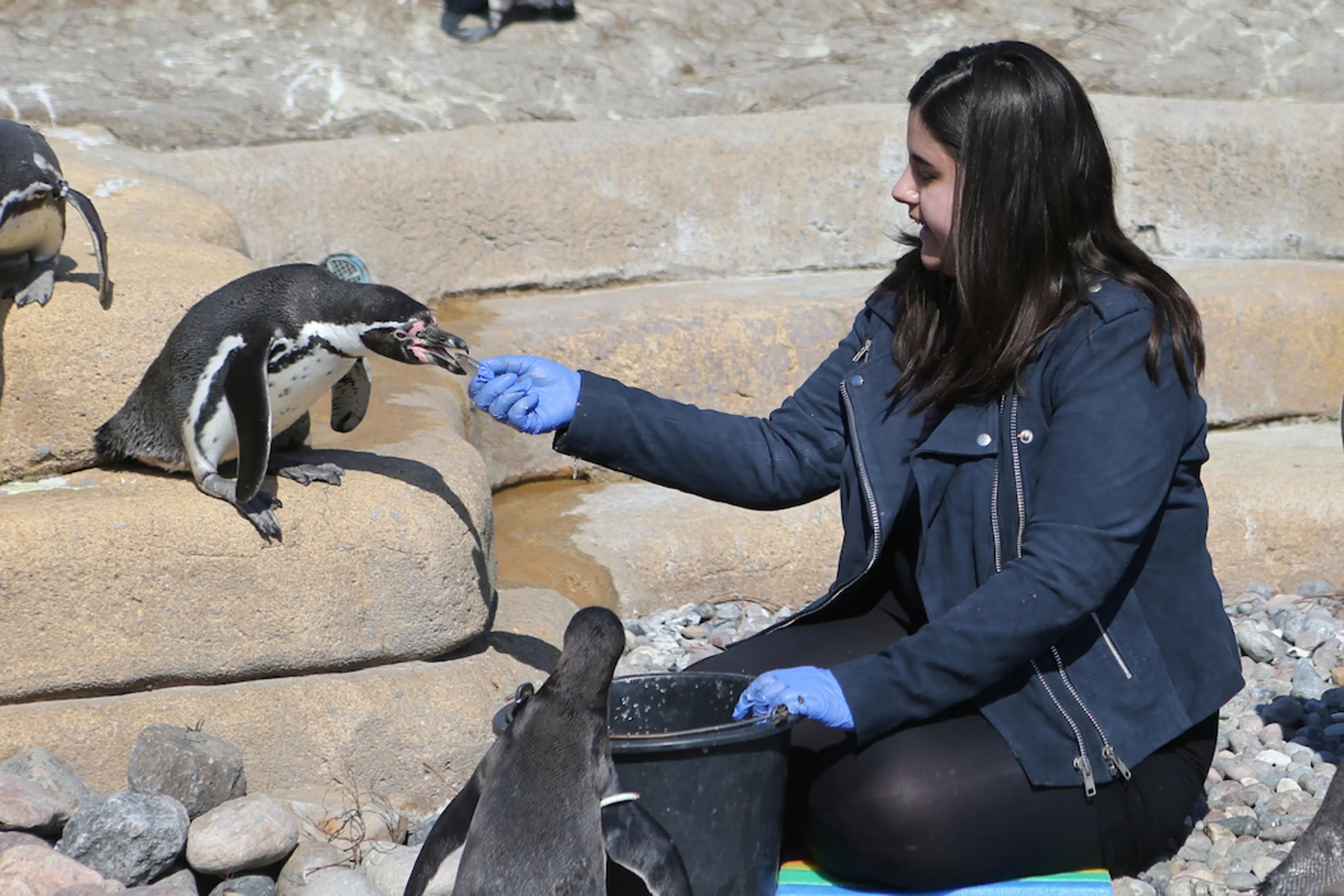 Sort hvid panda der spiser bambus