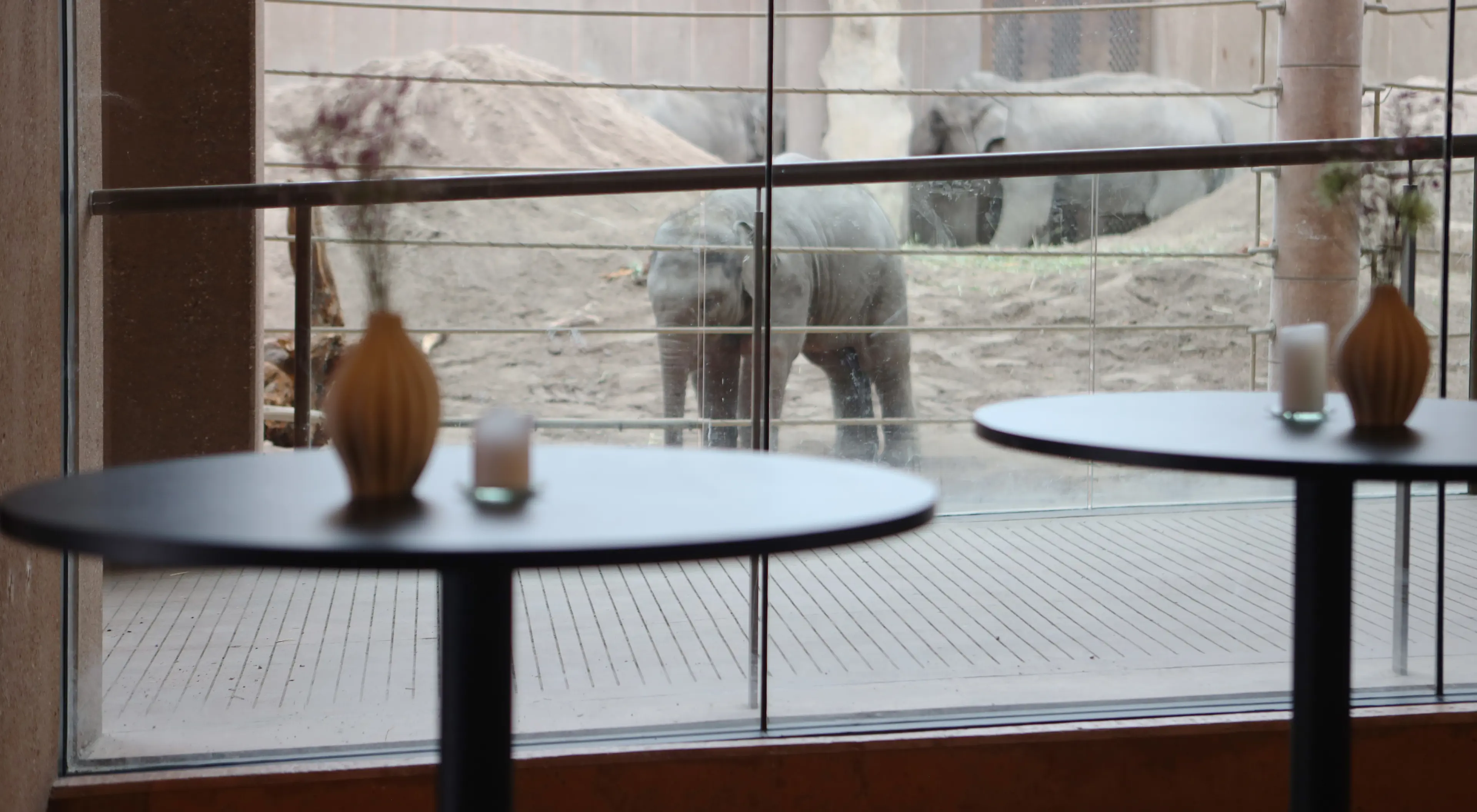 Konferencelokale i Elefanthuset på Zoo med tilknyttet auditorium og direkte udsigt til elefantanlægget