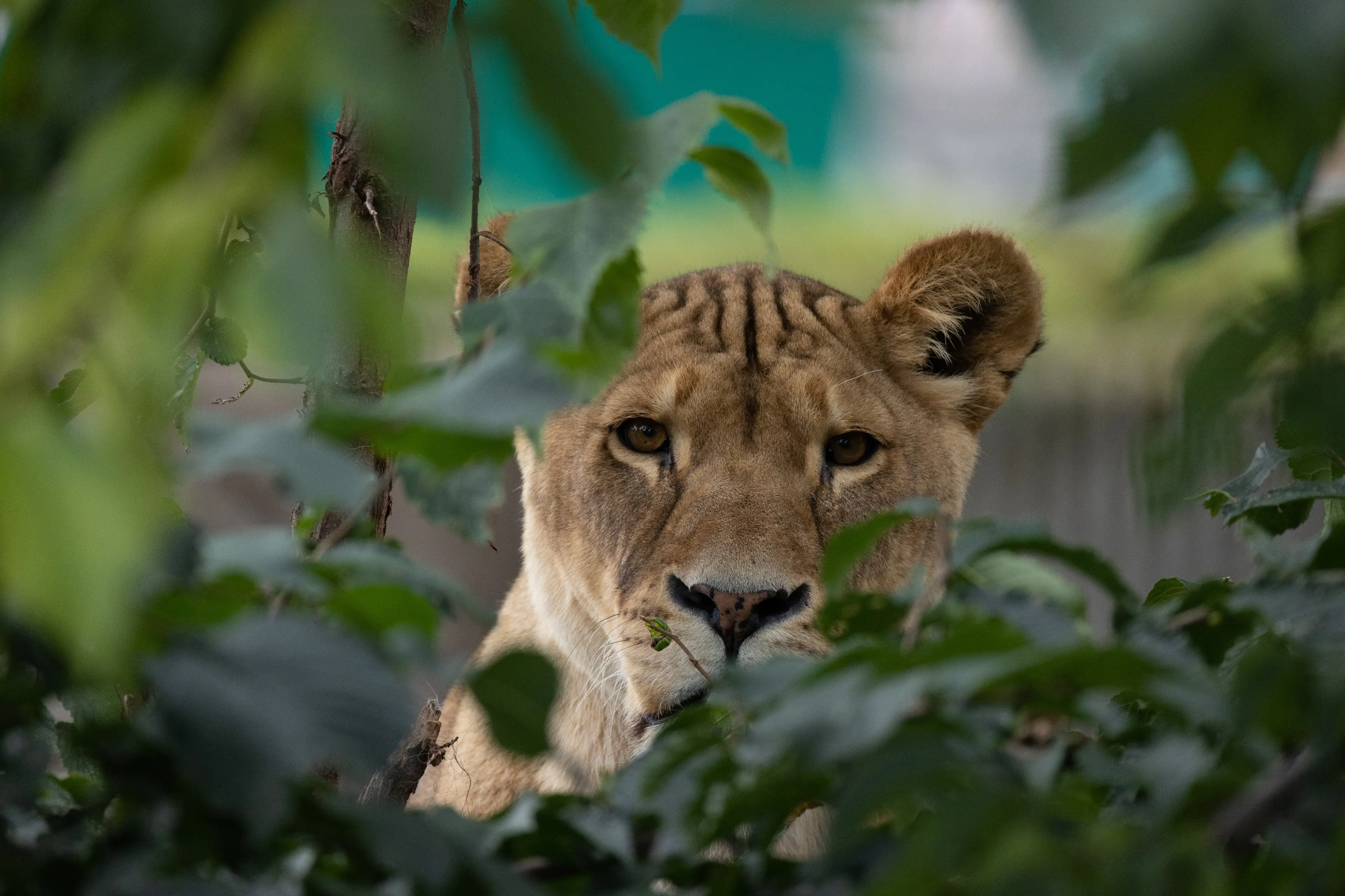 Løve der kigger frem i Zoologisk Have København