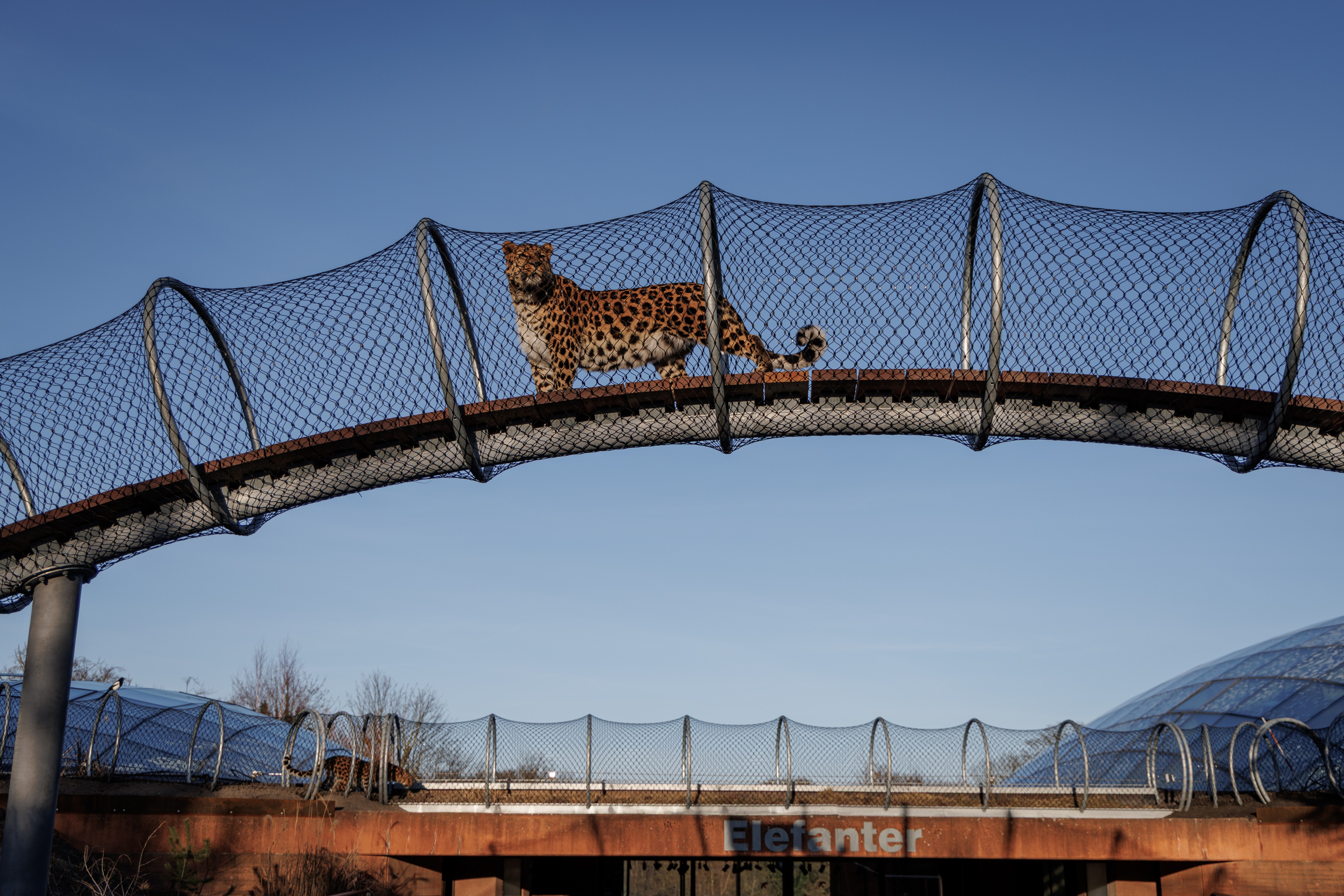 160 meter Leopardsti åbnet den 18. marts 2026 i København Zoologisk Have