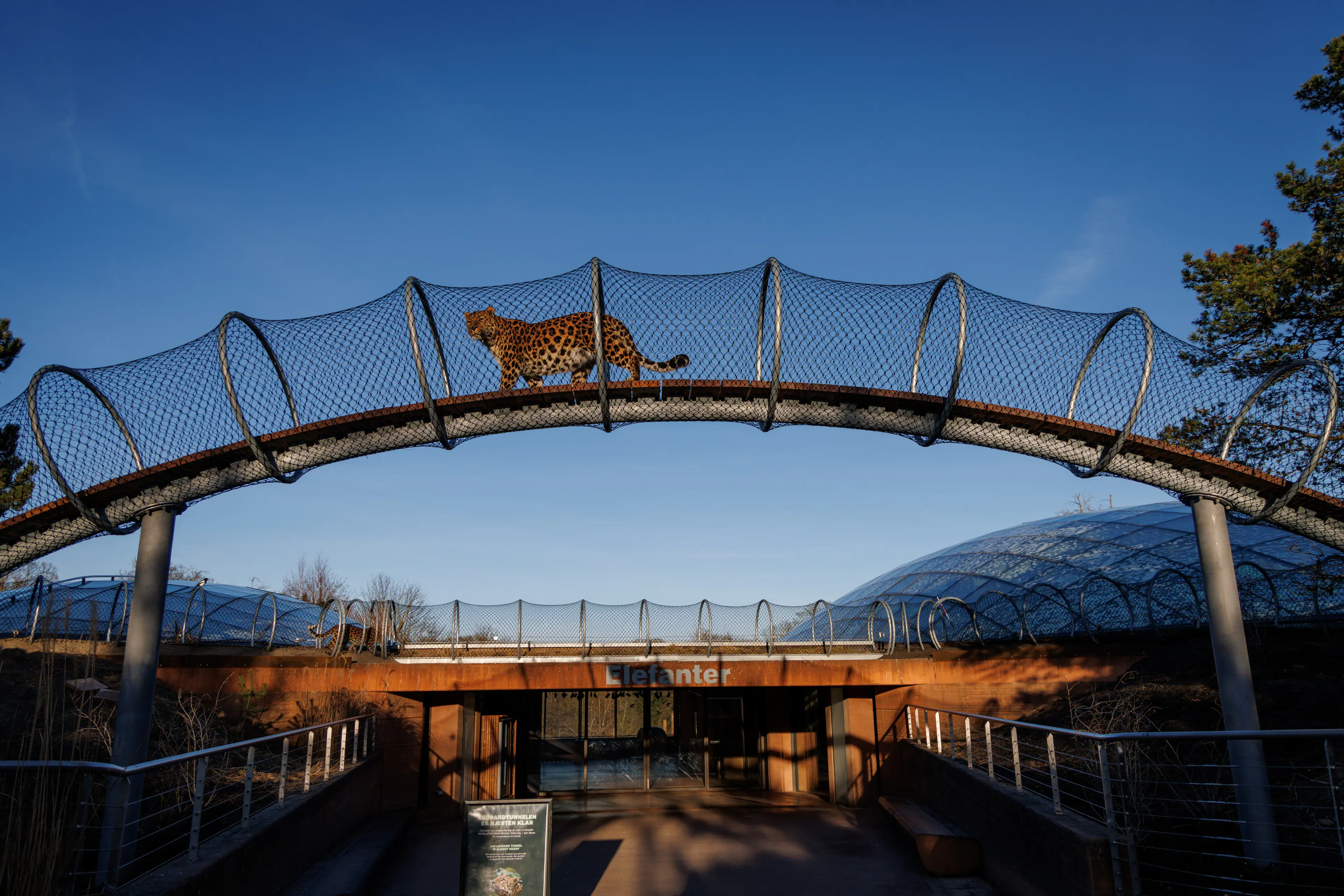 Leopard i Leopardstien i København Zoologiske Have