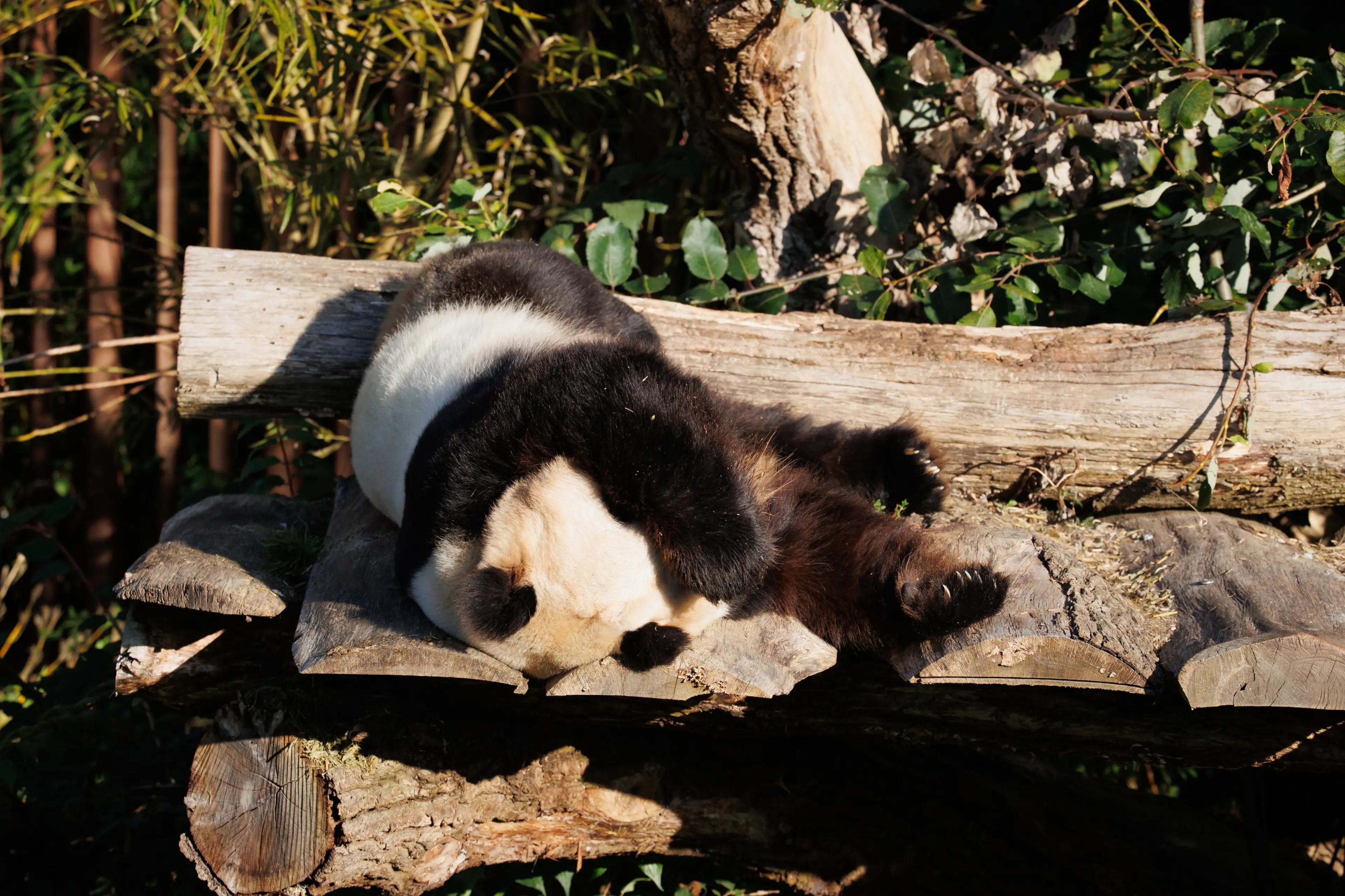 Mao Sun i Zoologisk Have København