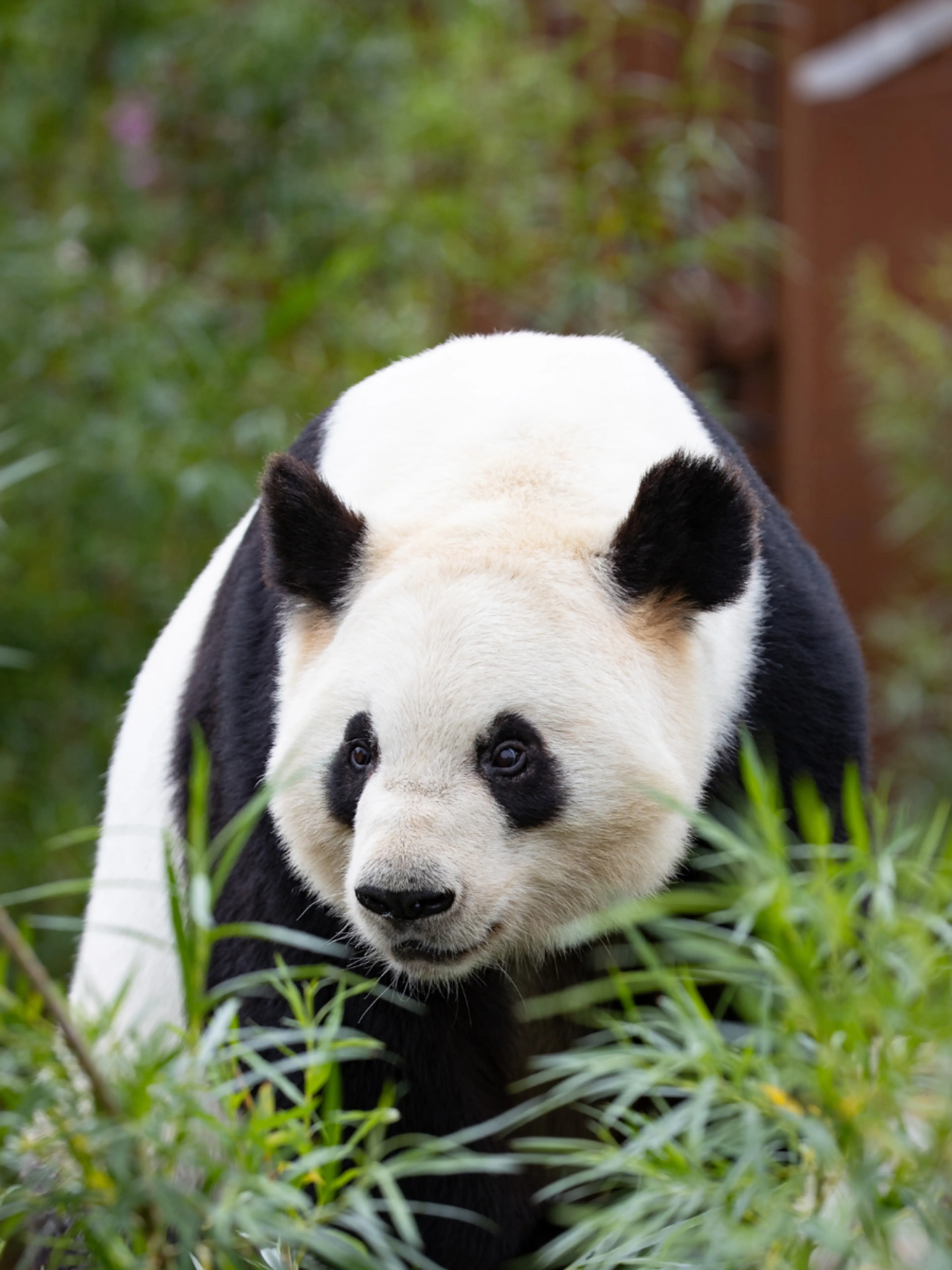 Panda i København Zoologiske Have