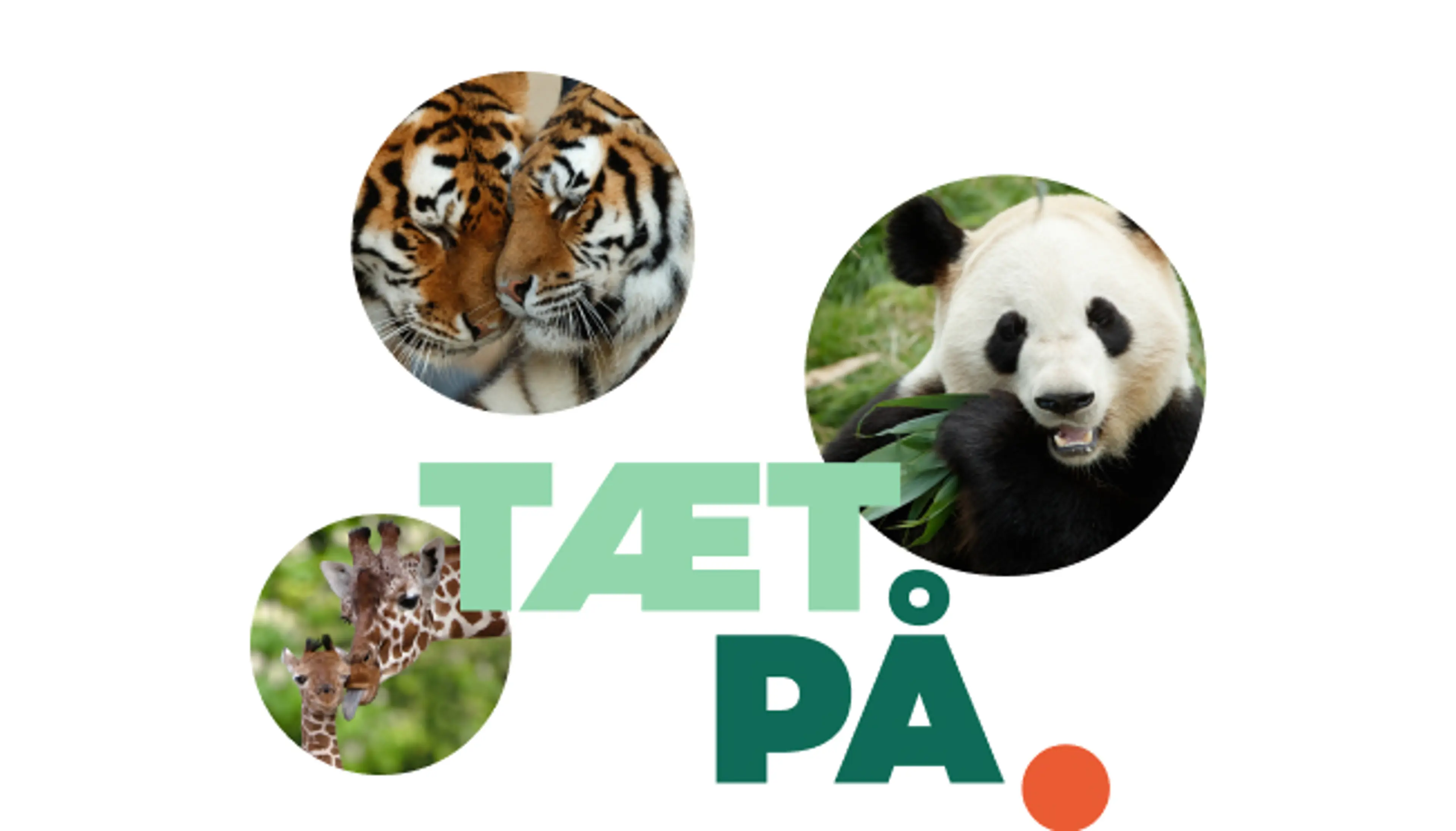 Kvinde der fodrer pingvin i København Zoologisk Have