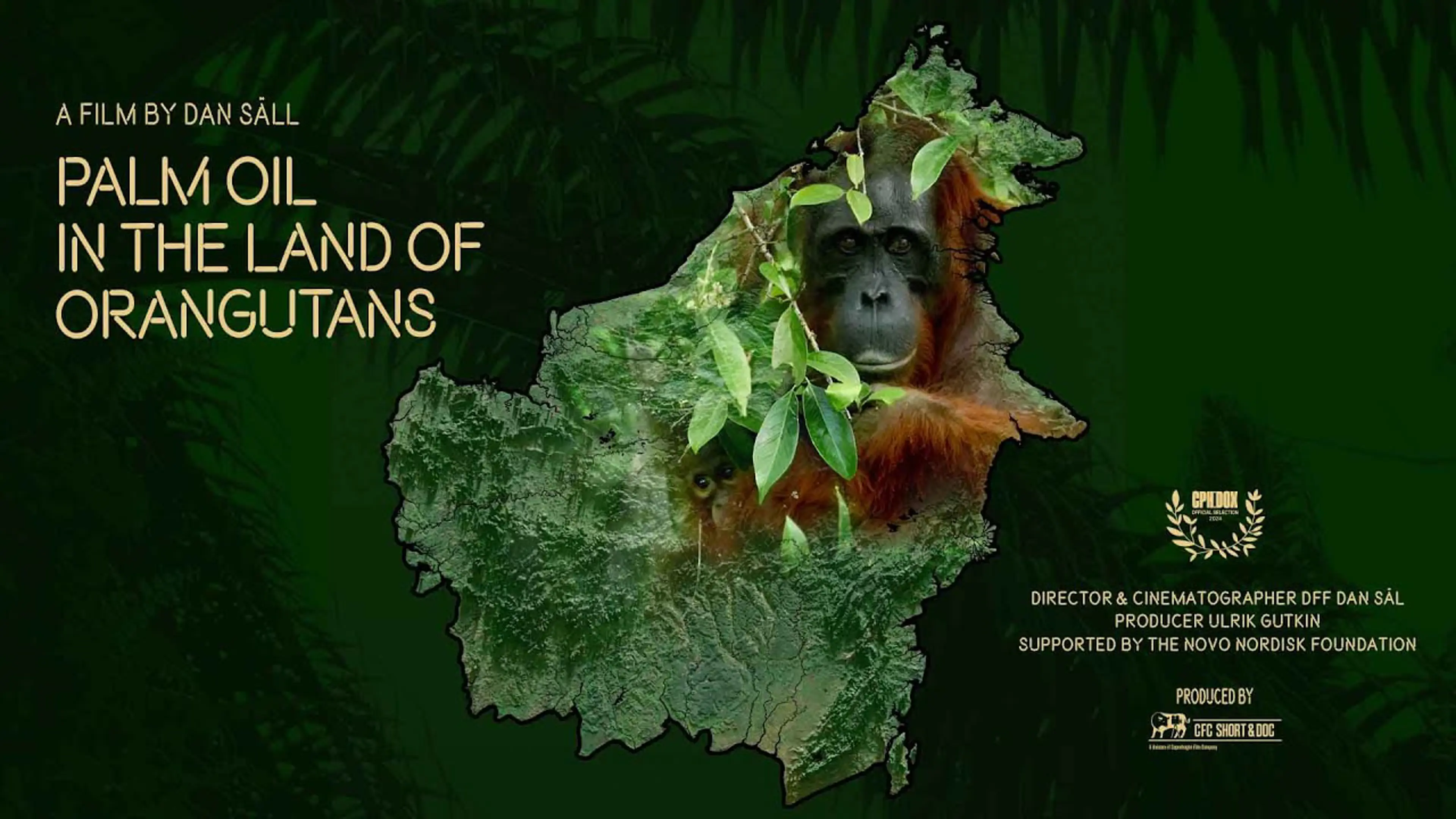 Orangutan