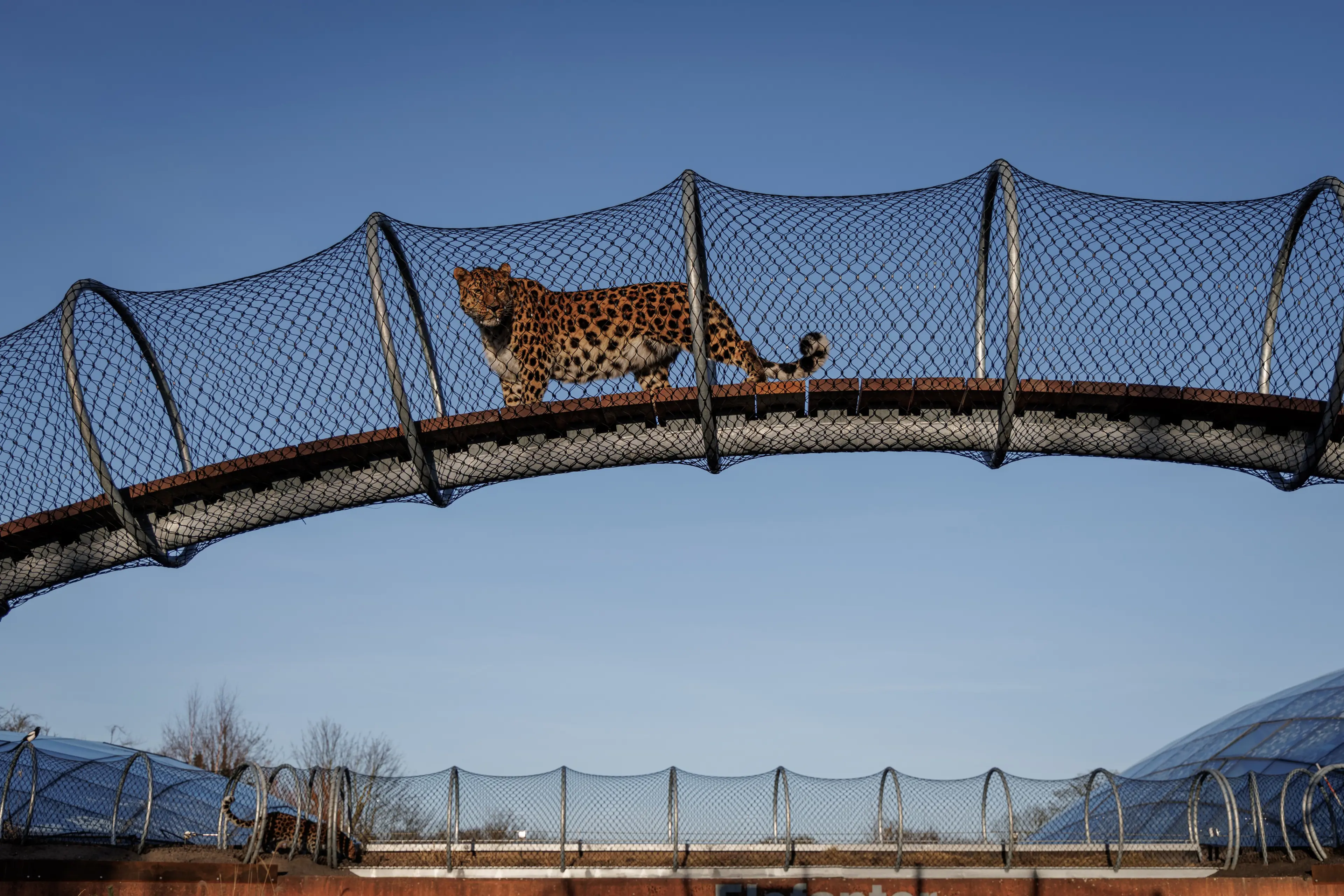 Leopard i Leopardstien i København Zoologiske Have