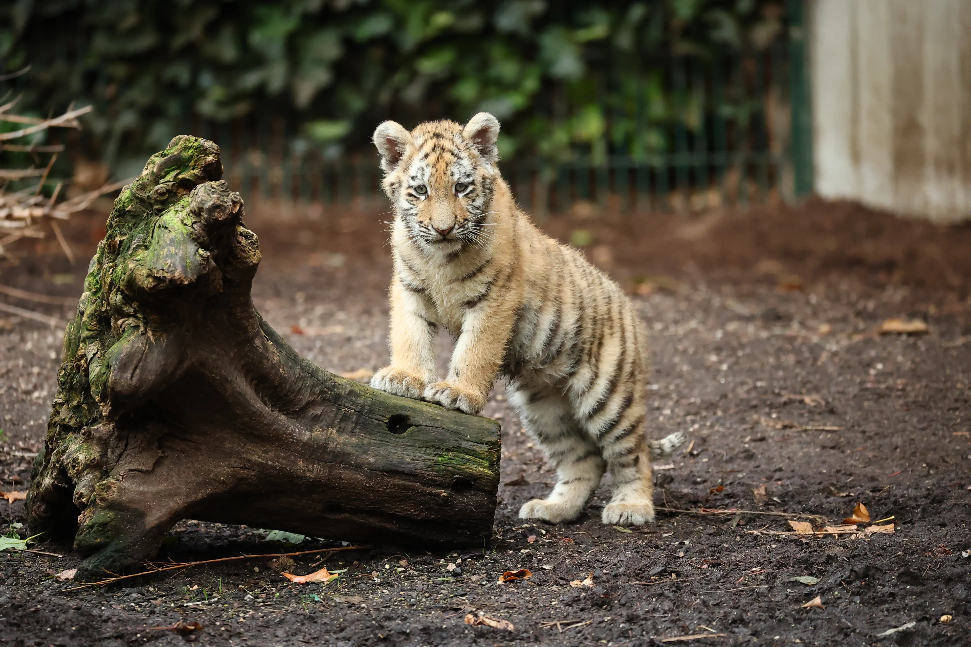 Tigerungens første besøg i udeanlægget