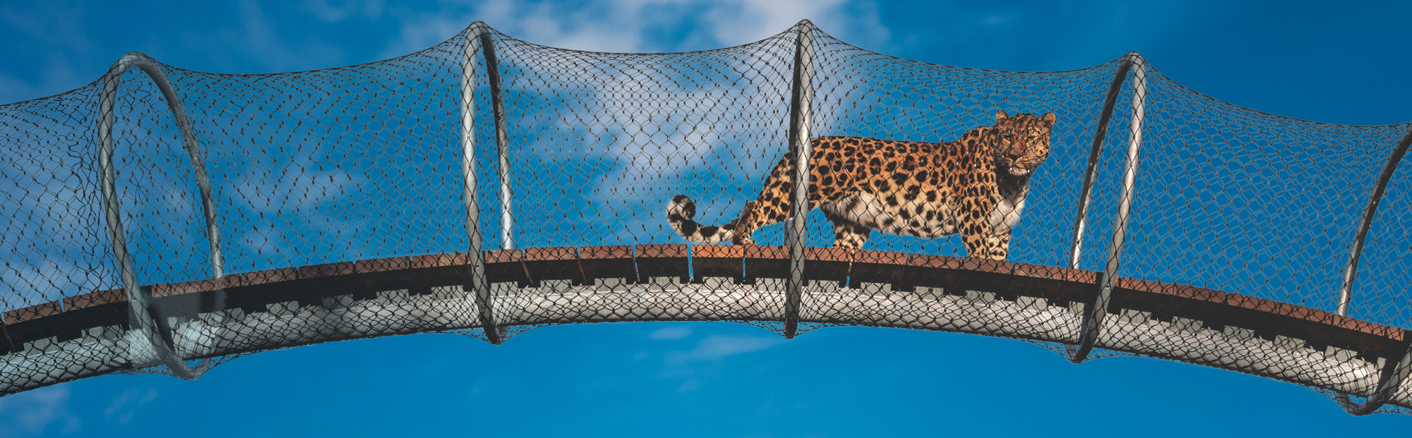 See the new Leopard Trail at Copenhagen Zoo