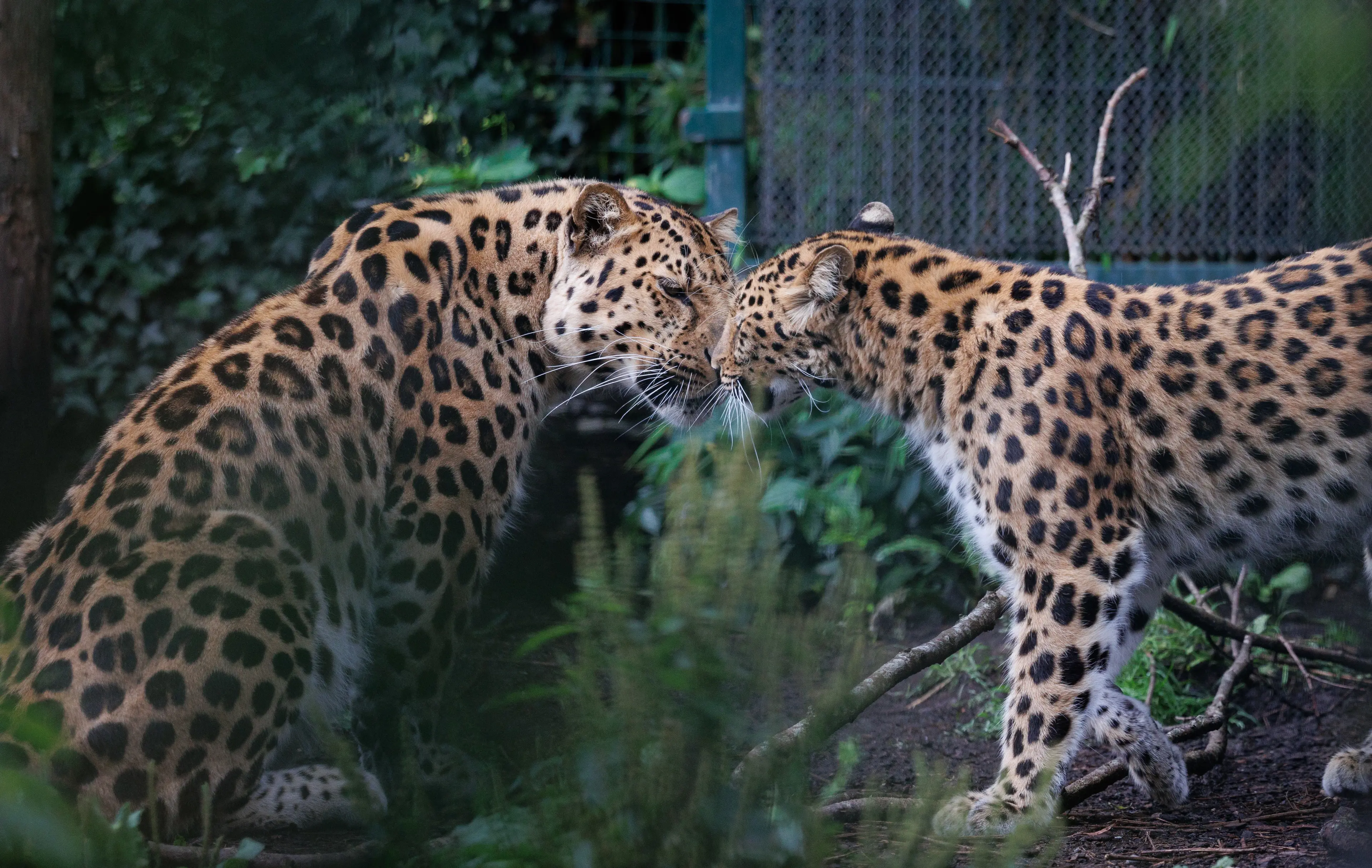 To leoparder der står helt tæt