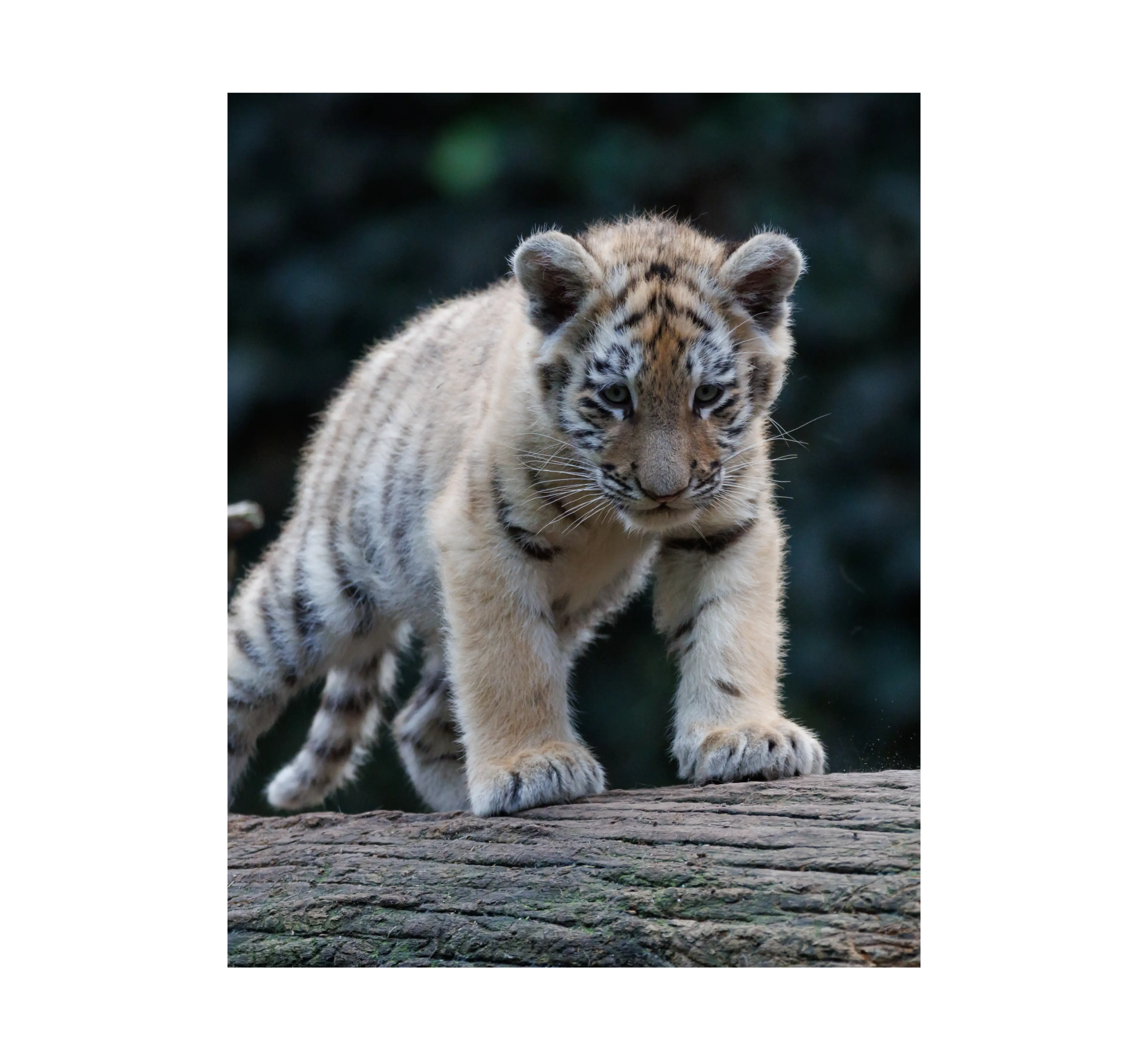 Tigerunge klatre på træstamme