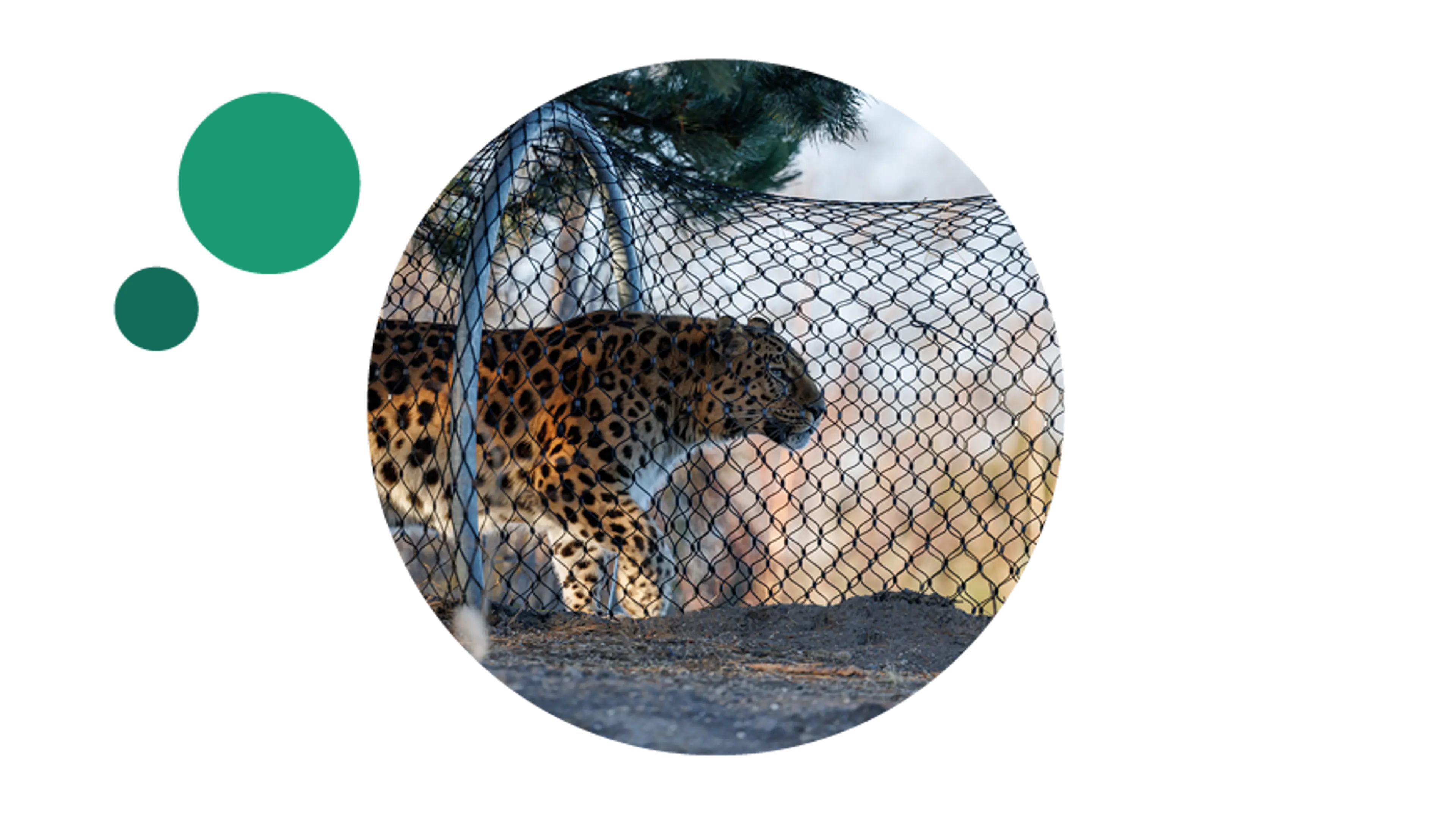 Leopard helt tæt på i Leopardstien i Zoologisk Have København