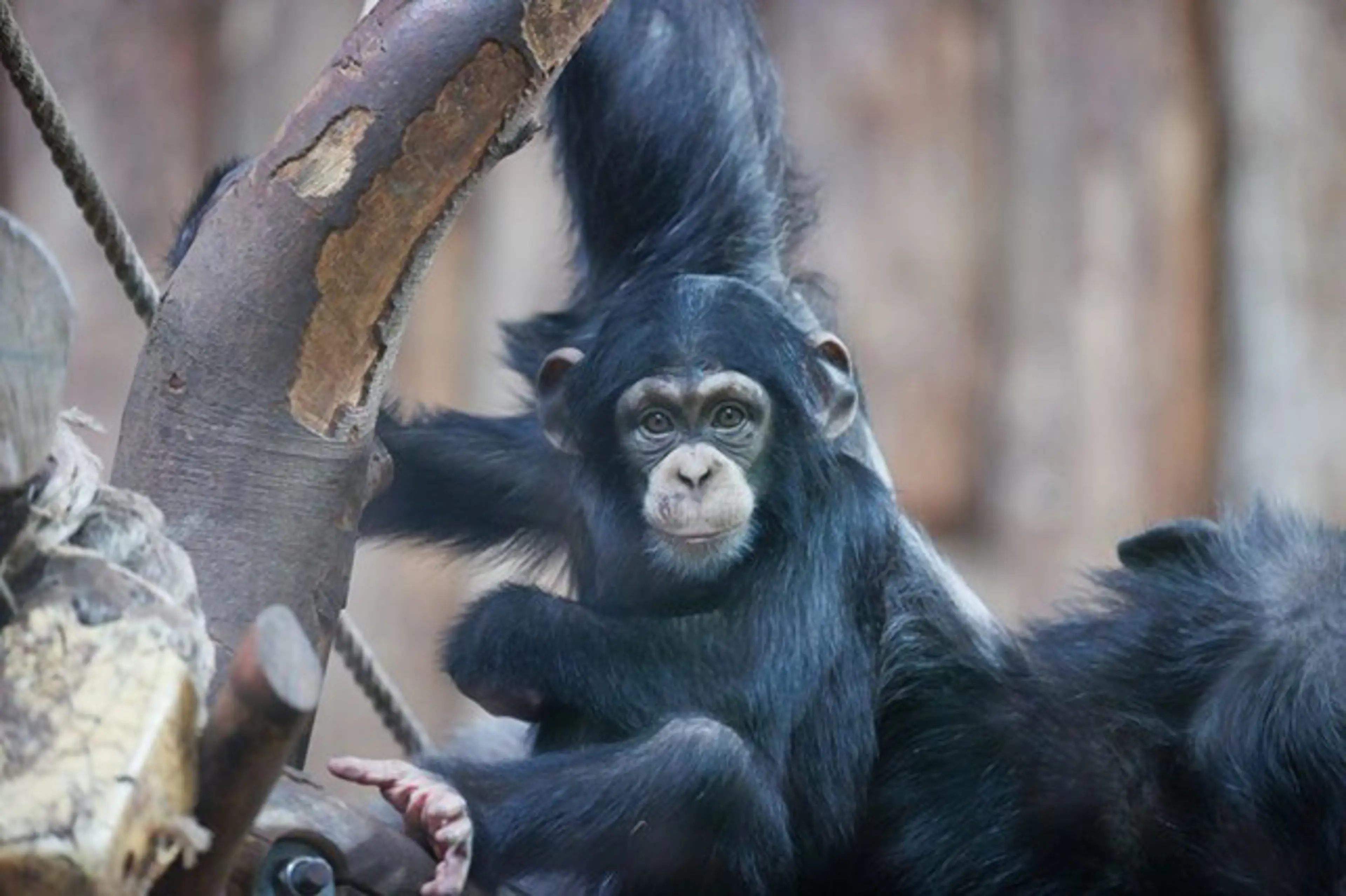 Chimpanse