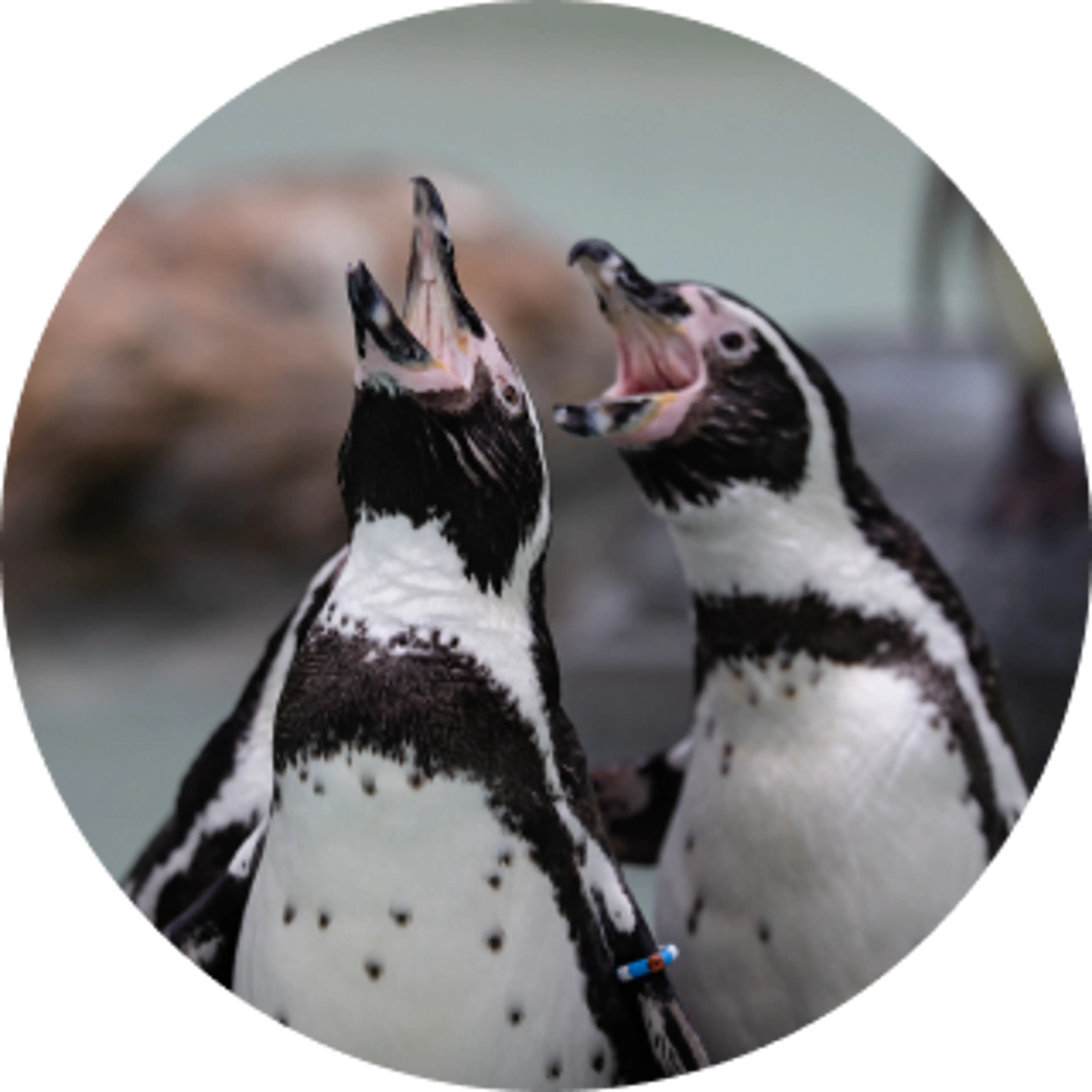 Pingvinfodring