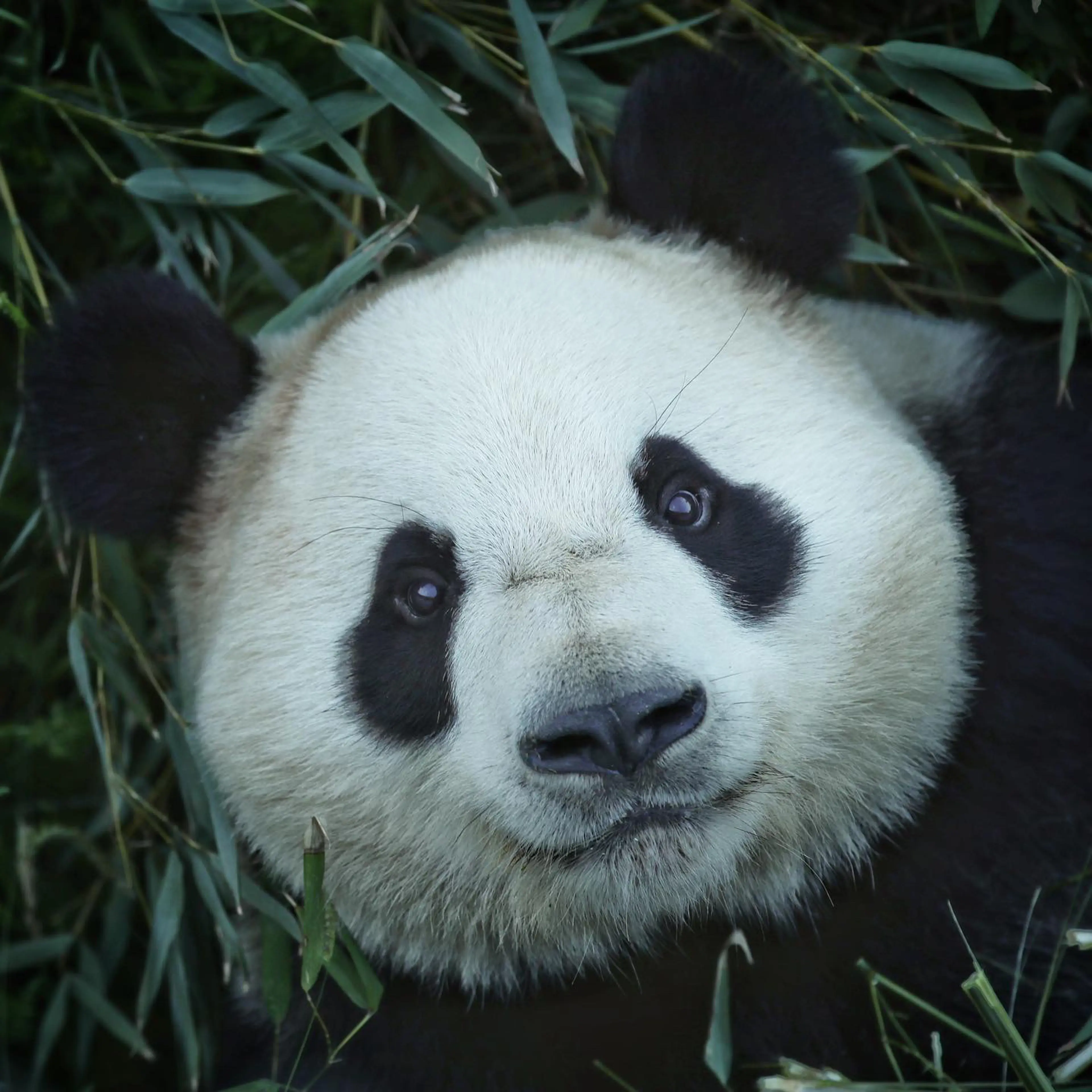 Panda in Copenhagen Zoo
