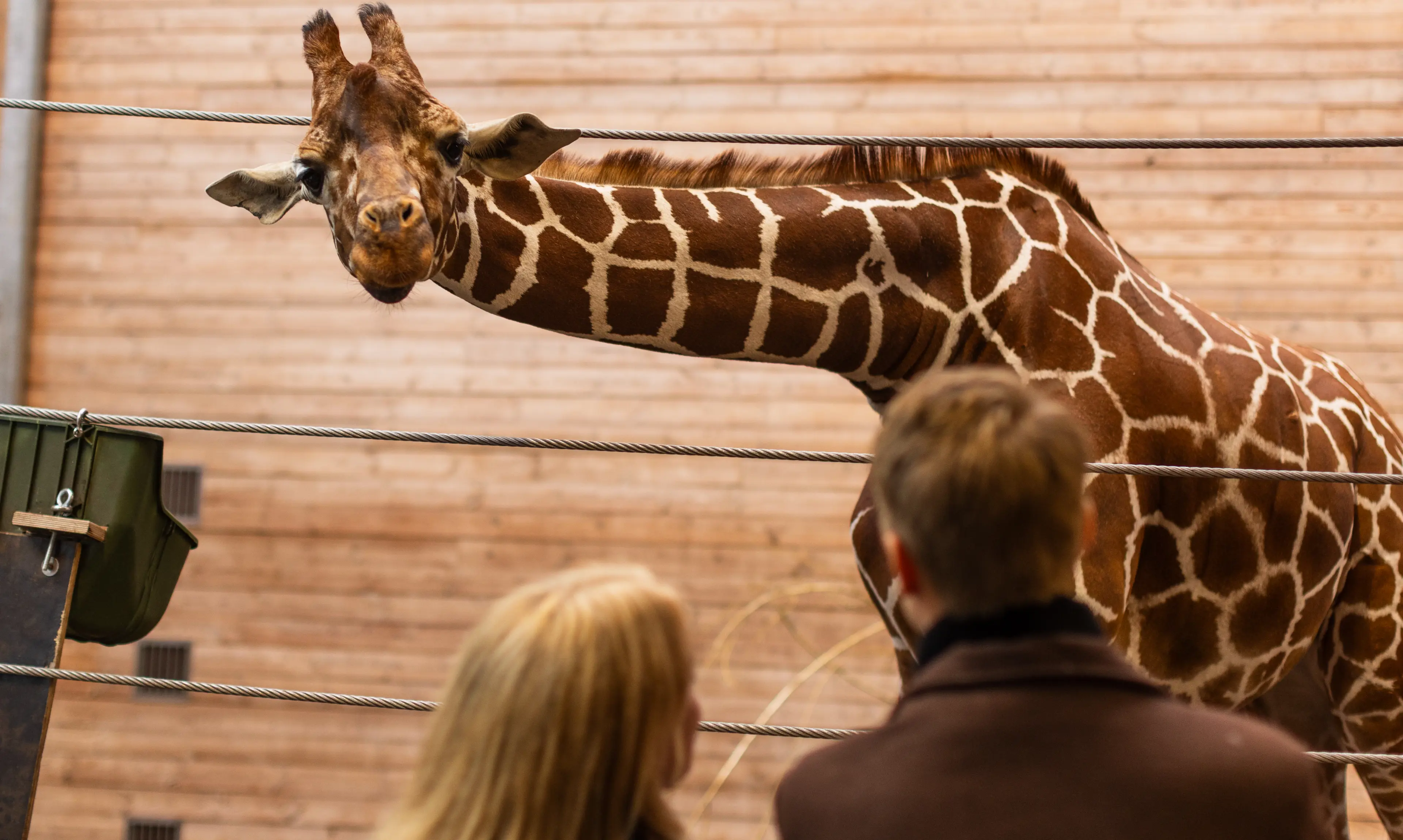 Gæster kigger på giraf i Girafhuset