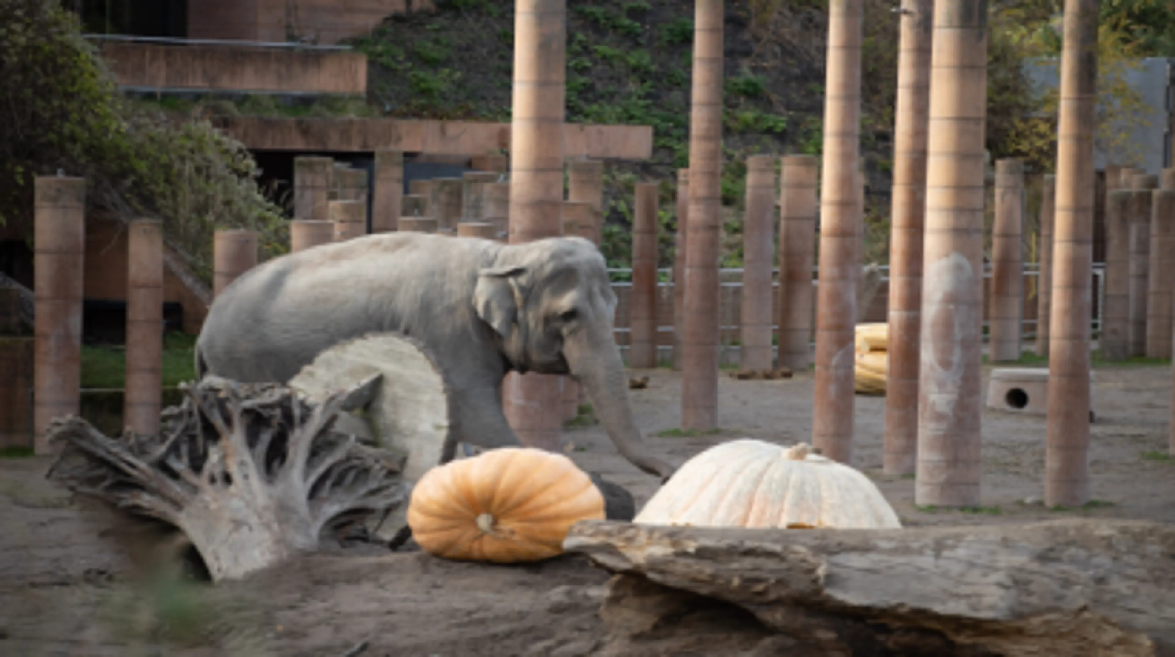 Elefant og kæmpegræskar