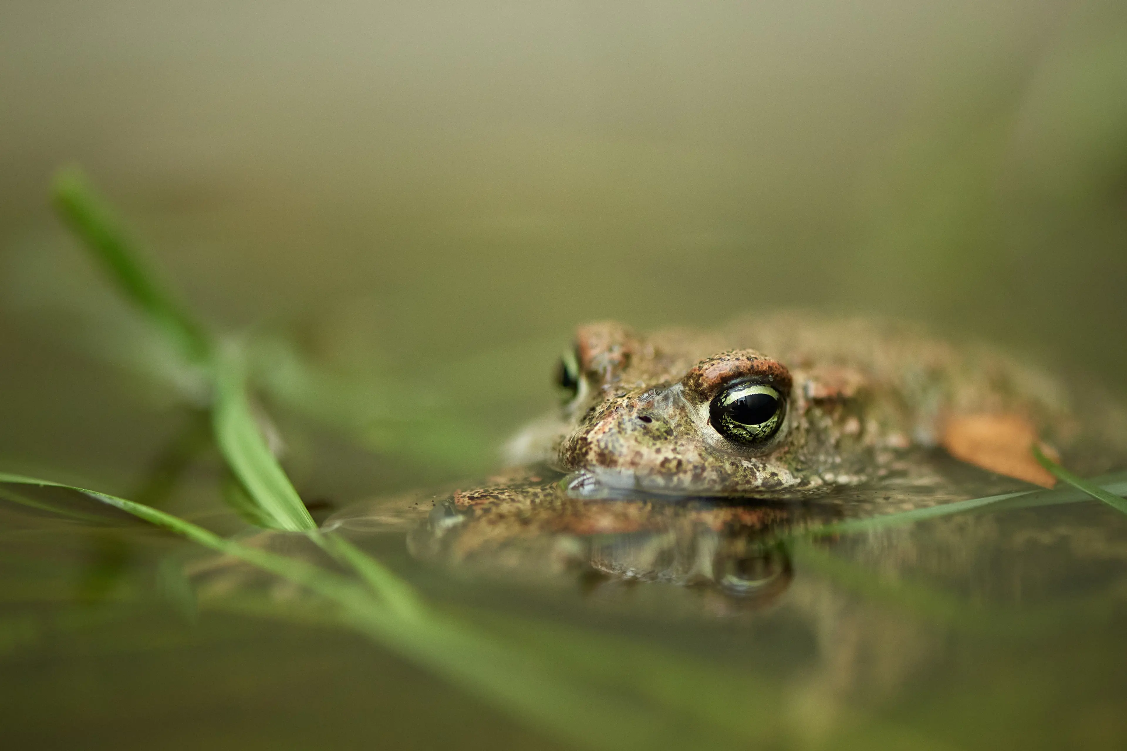 Frø i vand som del af ZOOs arbejde med genudsætning af truede danske padder siden 2002