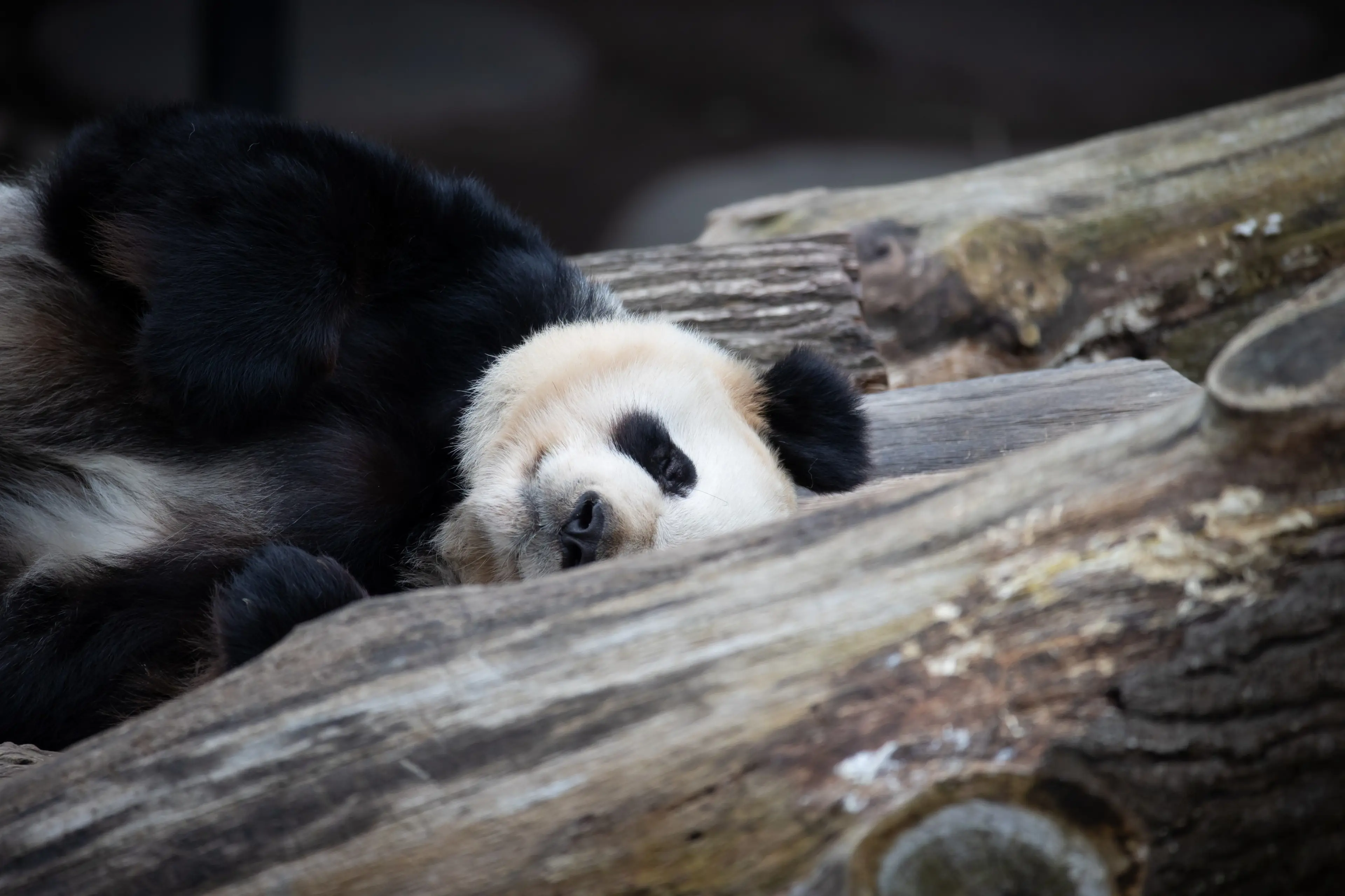 Panda i København Zoologiske Have