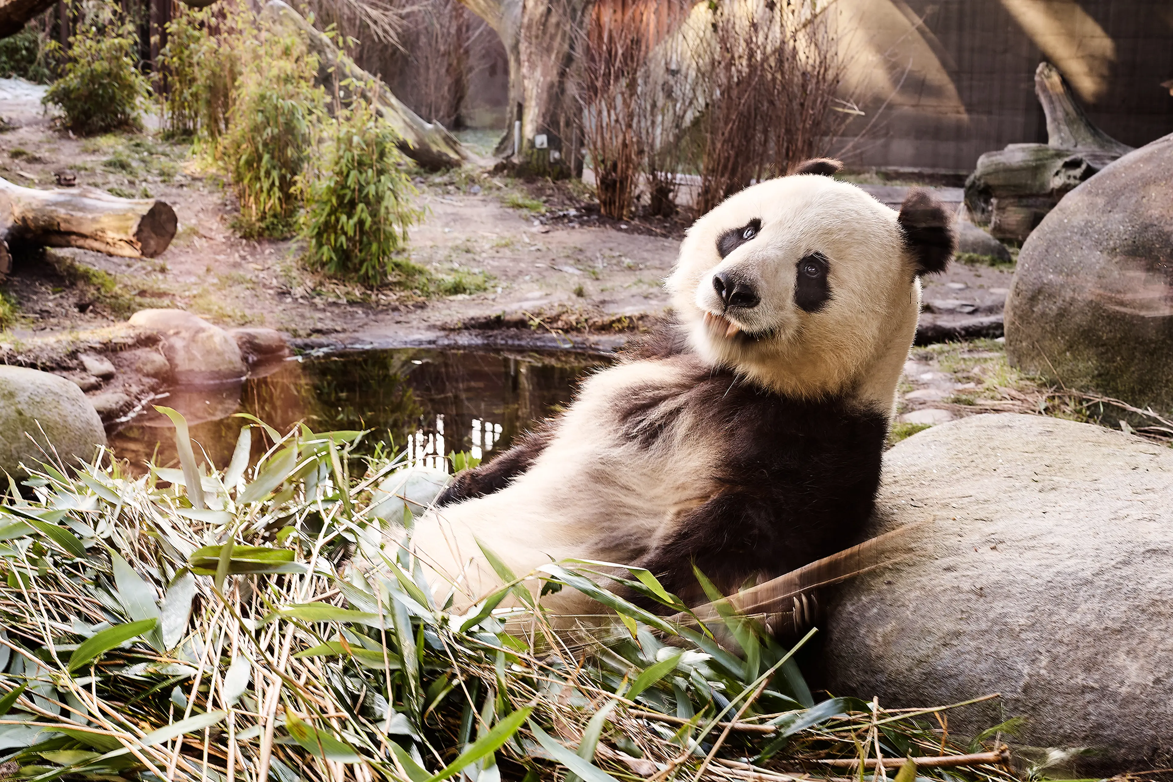 Mødelokale i Bistro Ailu på Zoologisk Have med opstillet konferencebord og udsigt til panda anlægget