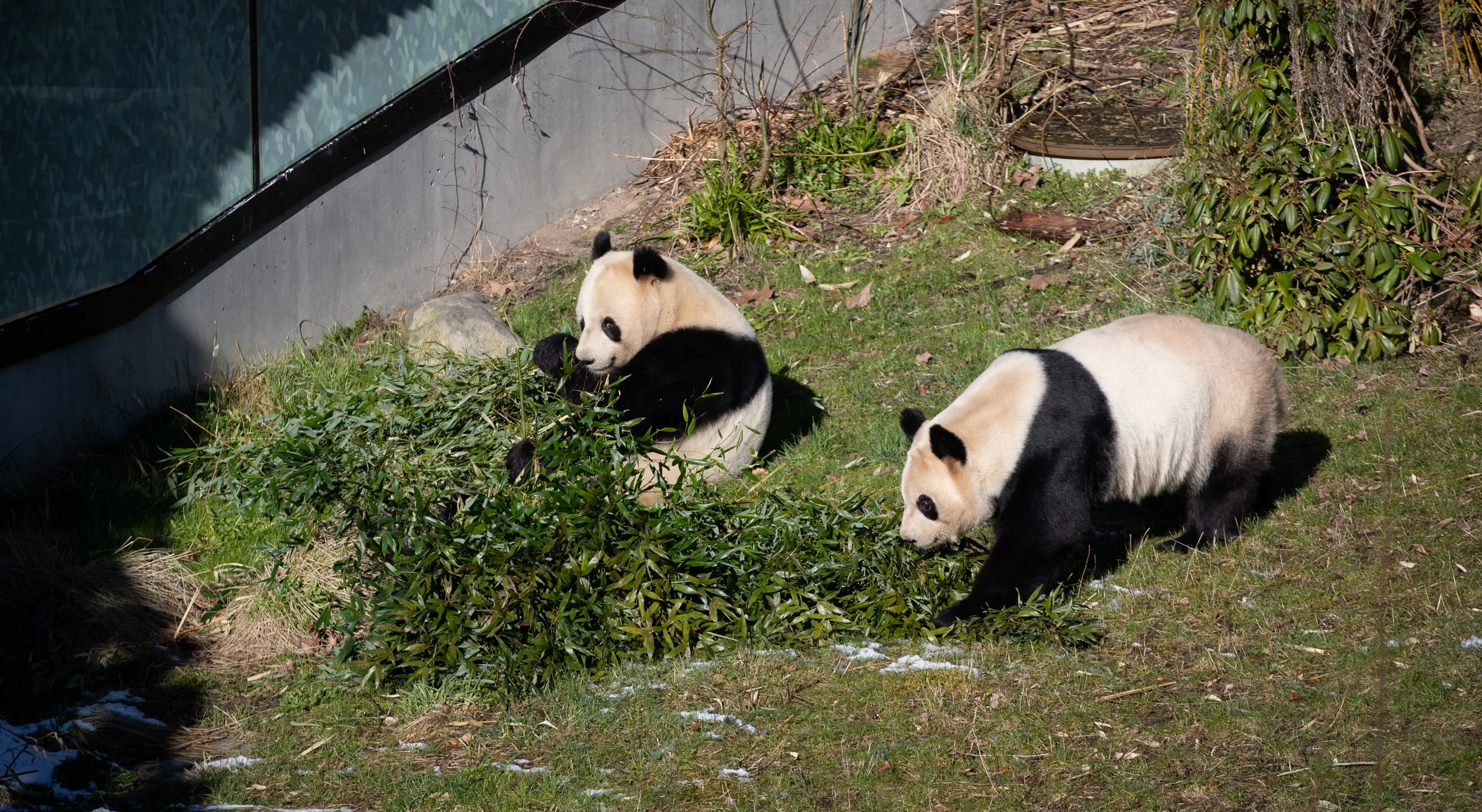 Mao Sun og Xing Er i ZOO