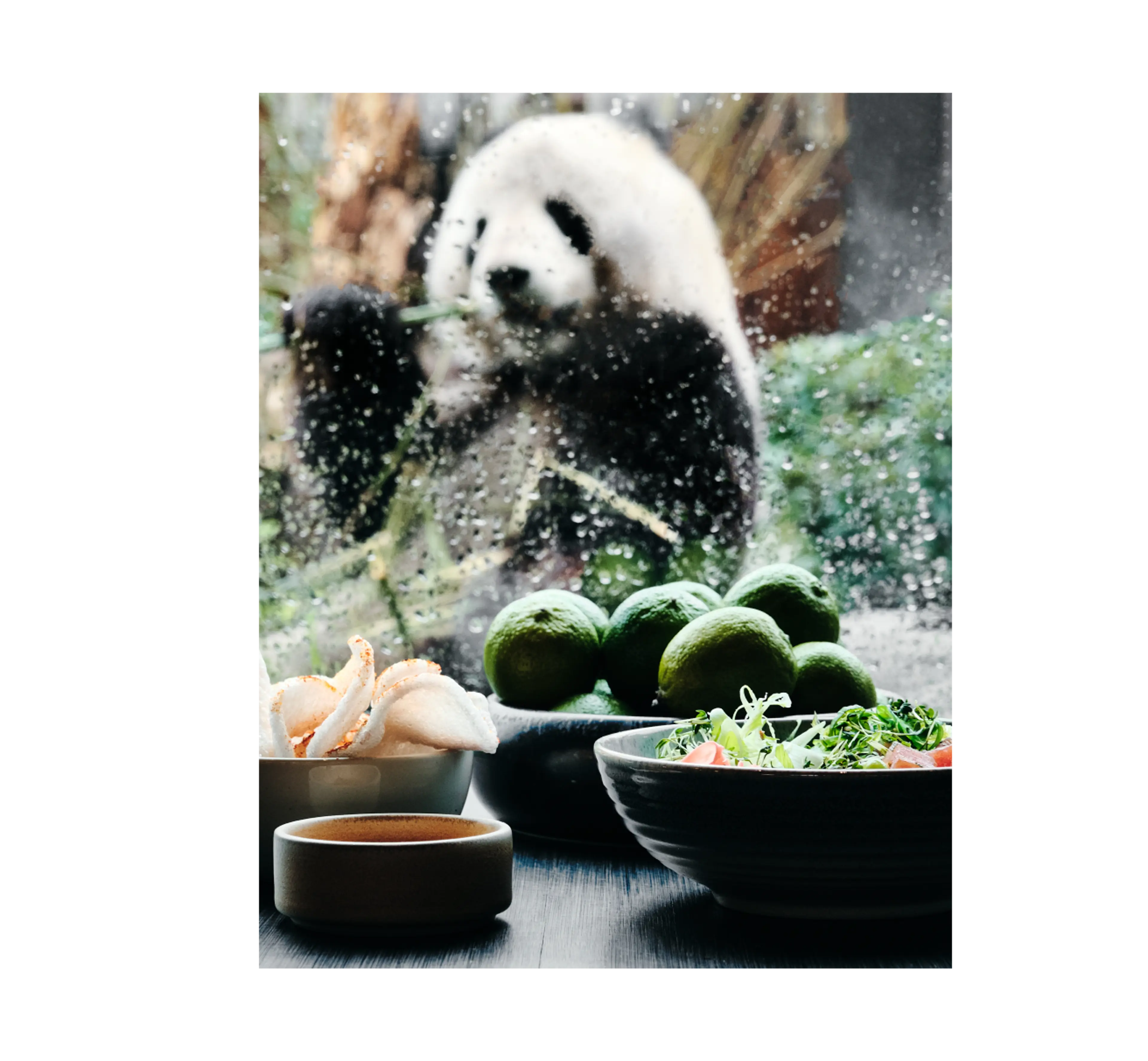 Panda spiser bambus for restauranten