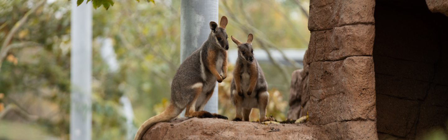 MARYS AUSTRALSKE HAVE