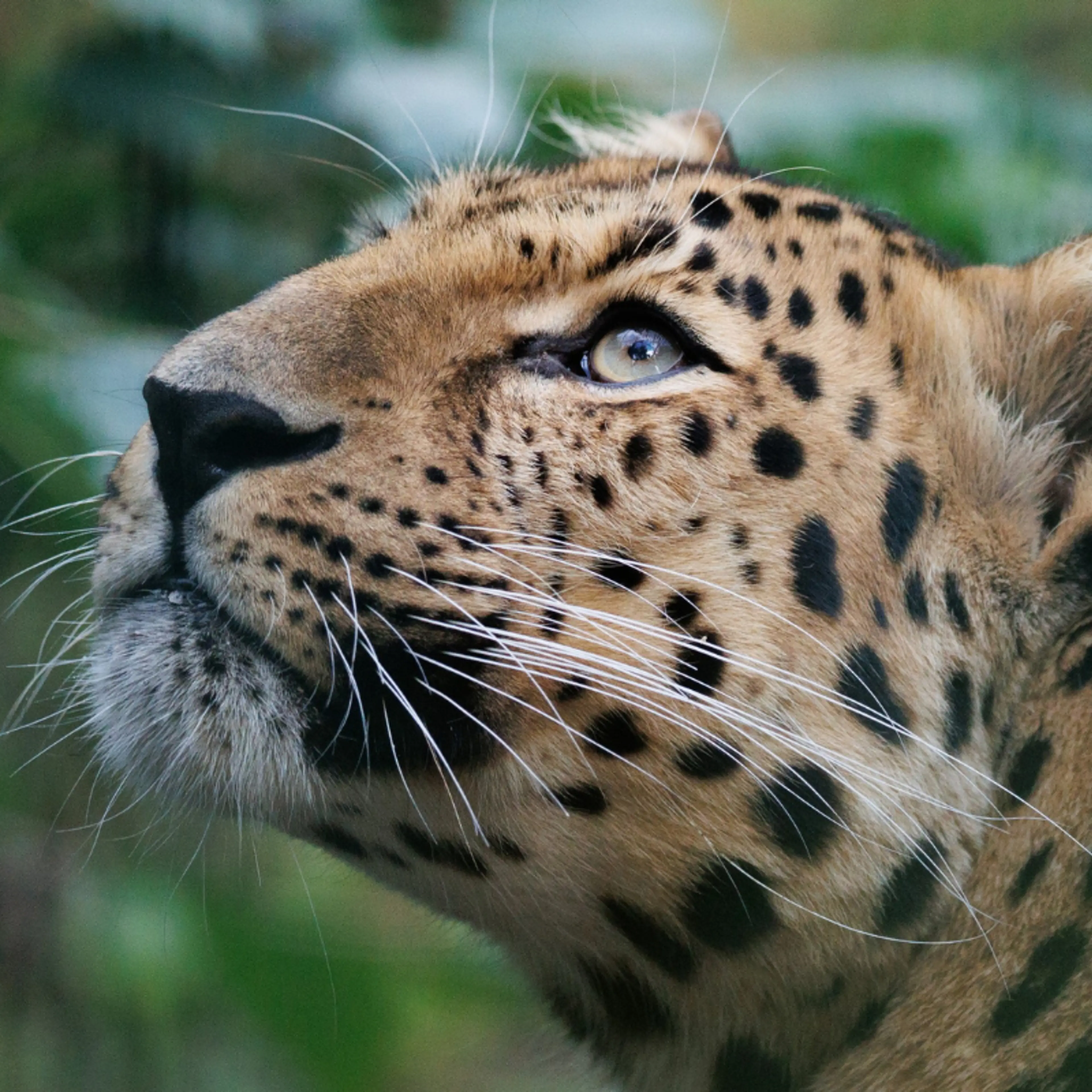 Leopard der kigger op i København Zoologisk Have
