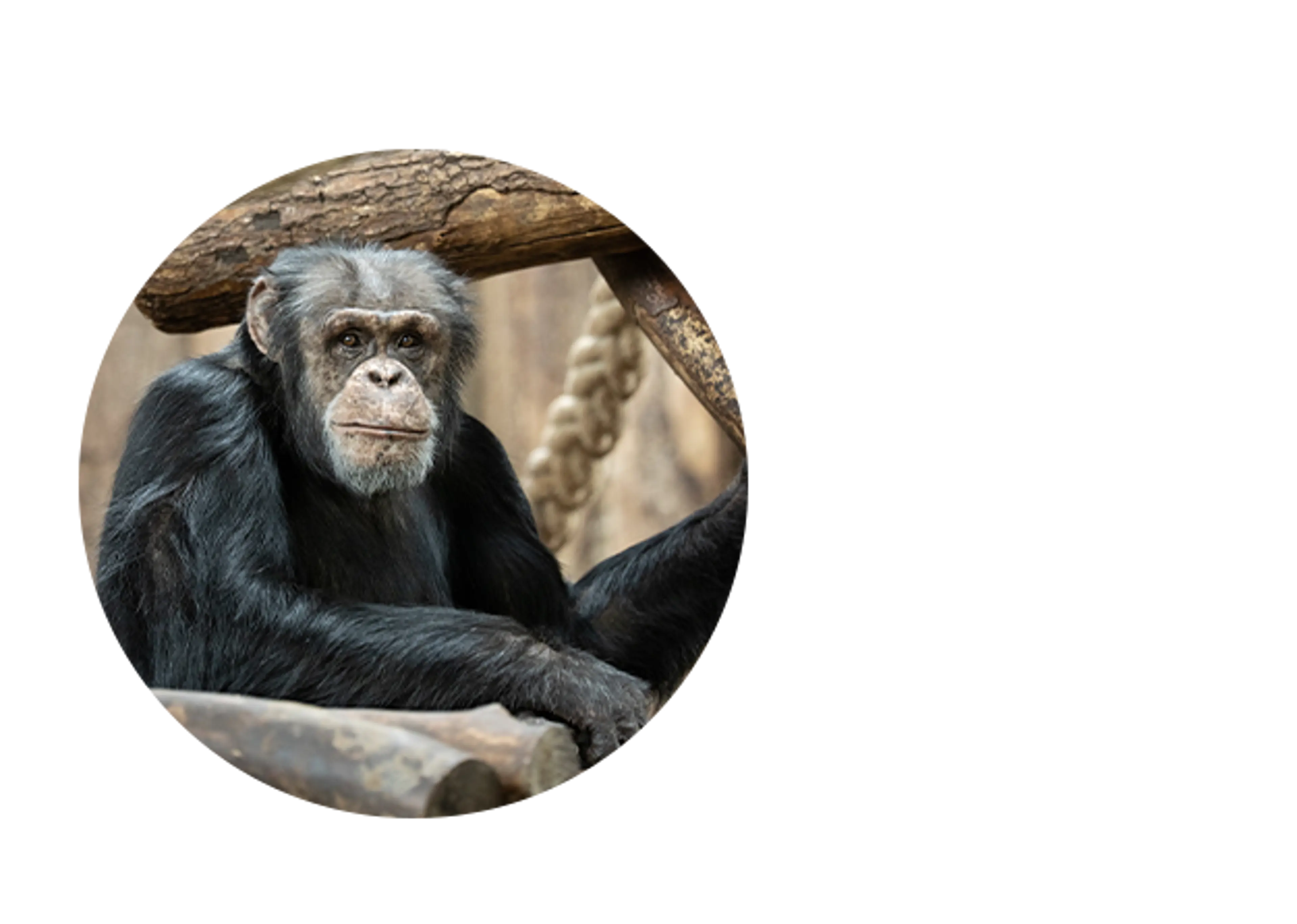 Chimpanse