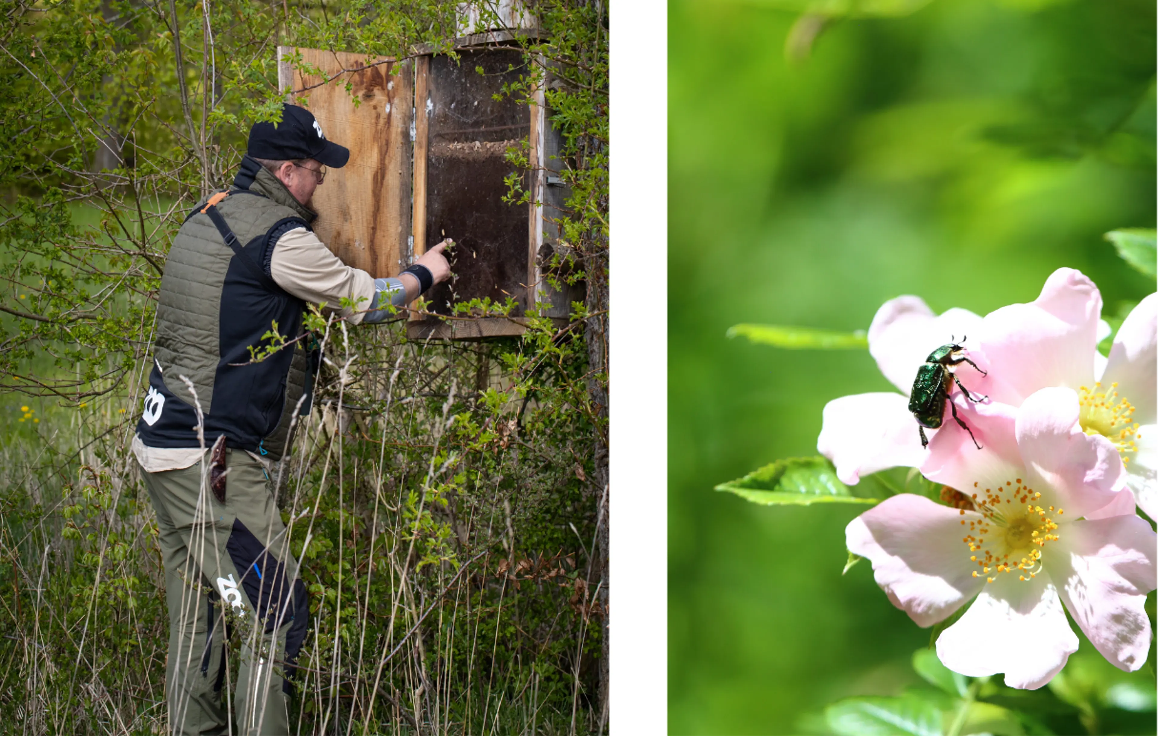ZOO-medarbejder i Vesterskoven ved Ringsted, hvor ZOO arbejder med artsrig driftskov og biodiversitet, samt genudsætning af grøn pragttorbist.