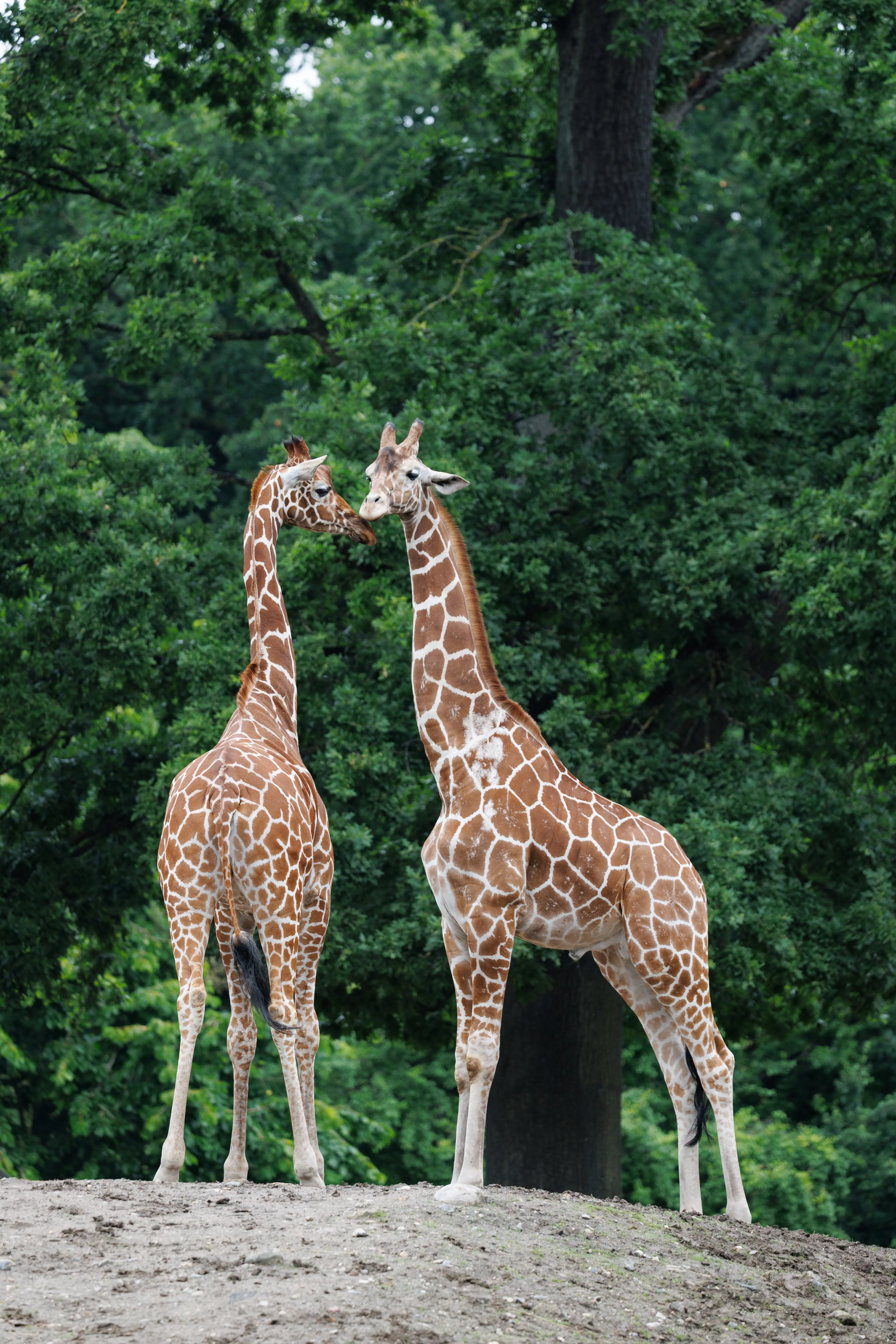 Giraffer i København Zoo