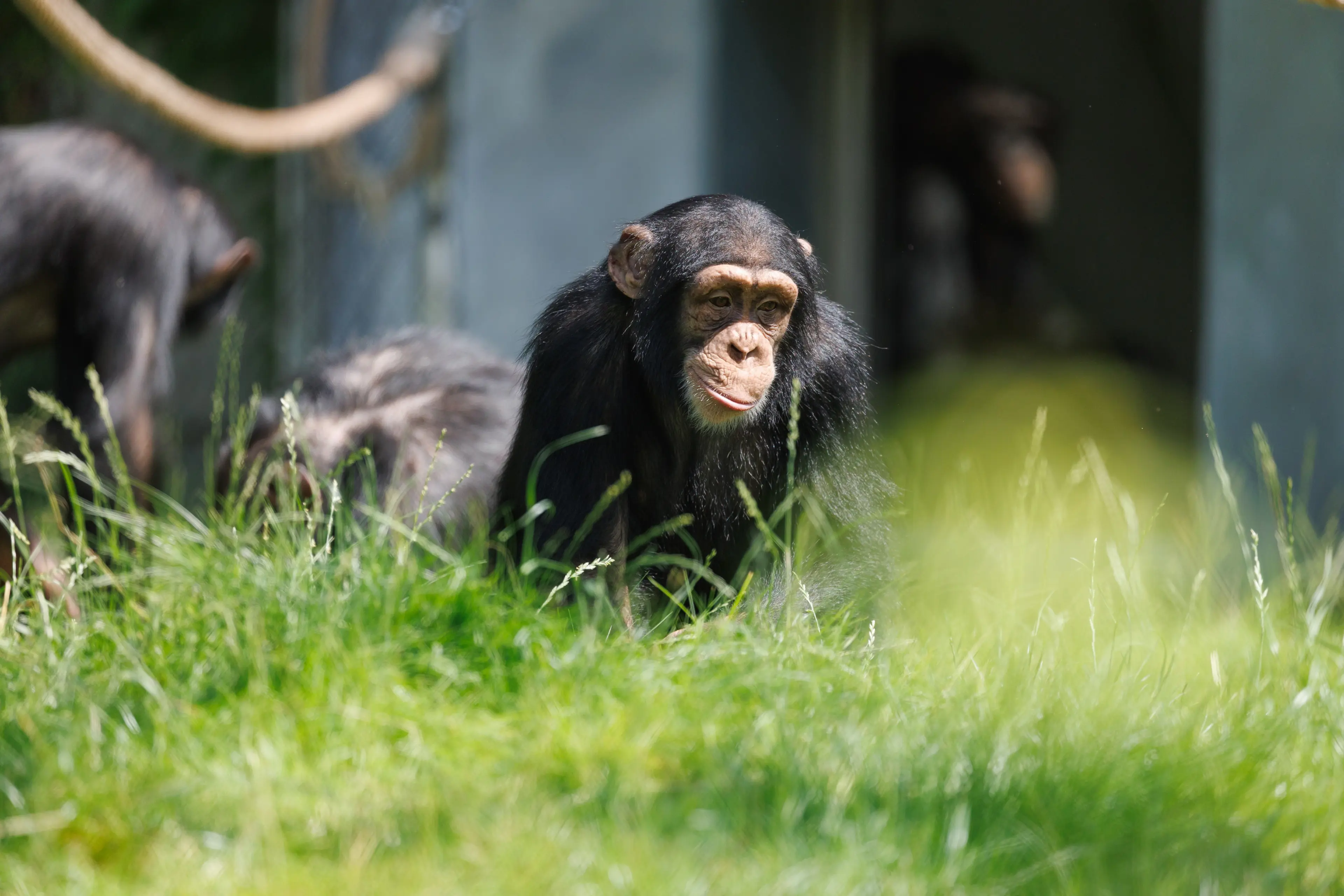 Chimpanse udenfor i græsset i København Zoo