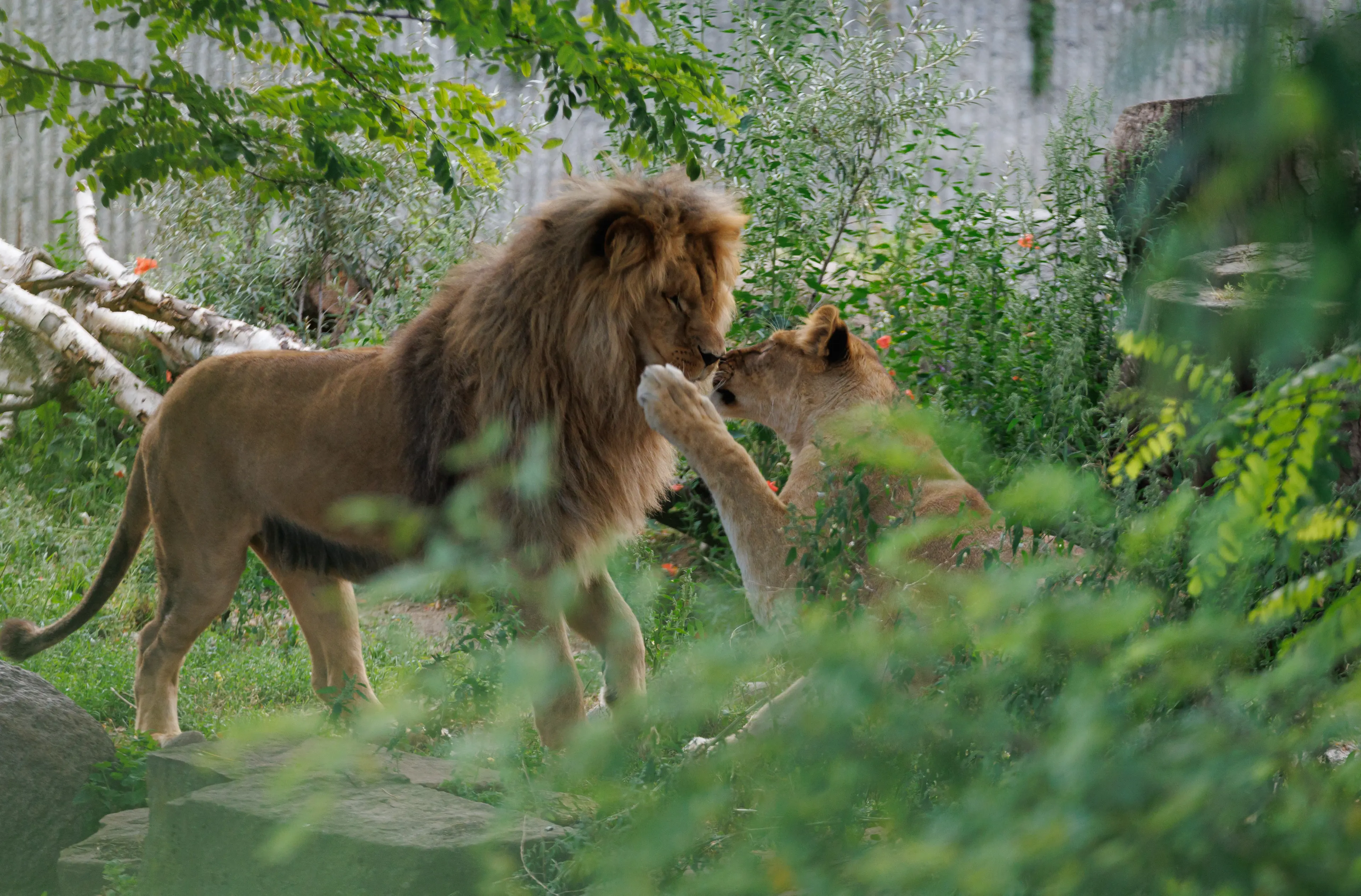 Løver i Zoologisk Have København