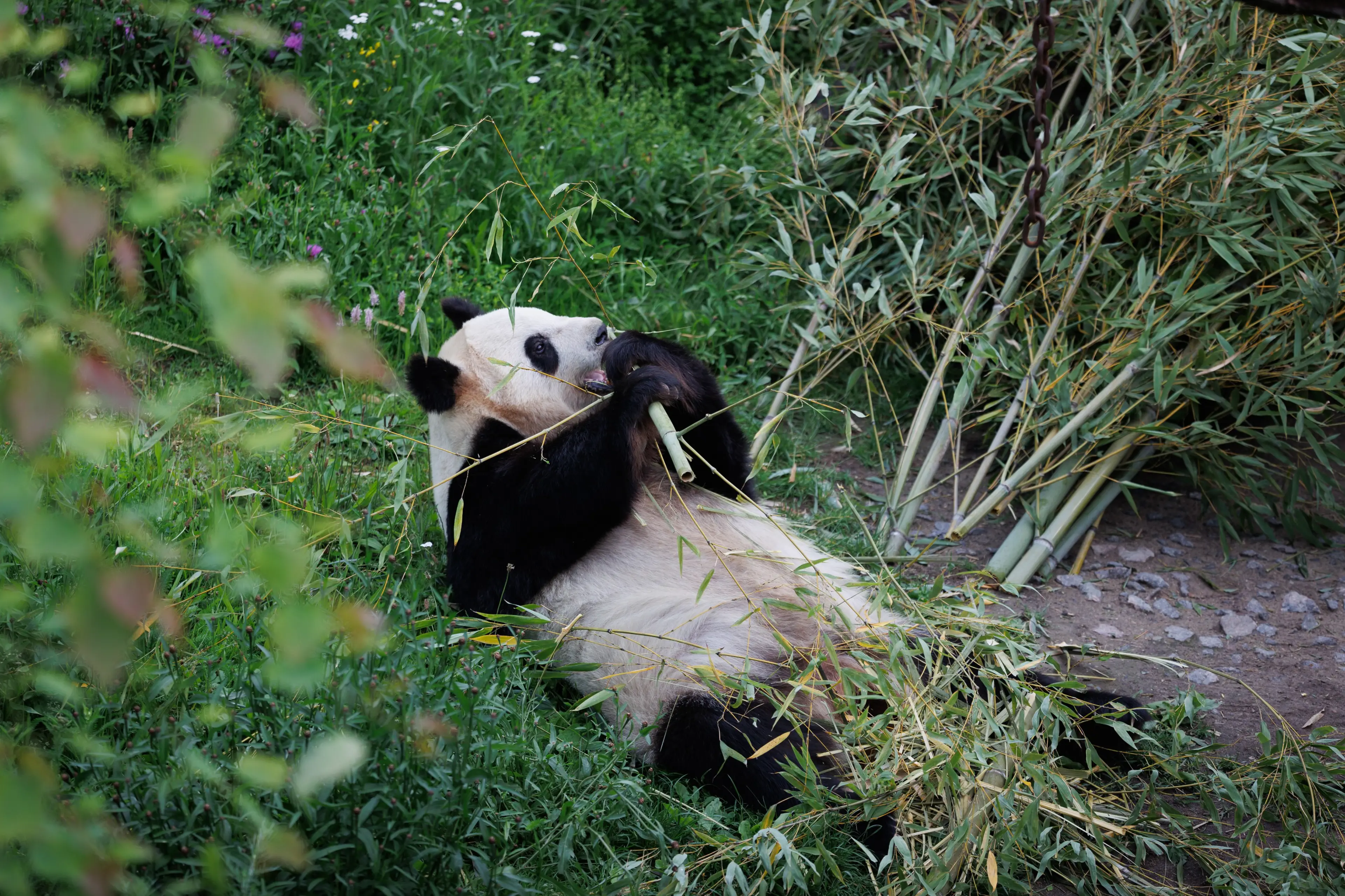 Panda i København Zoologiske Have