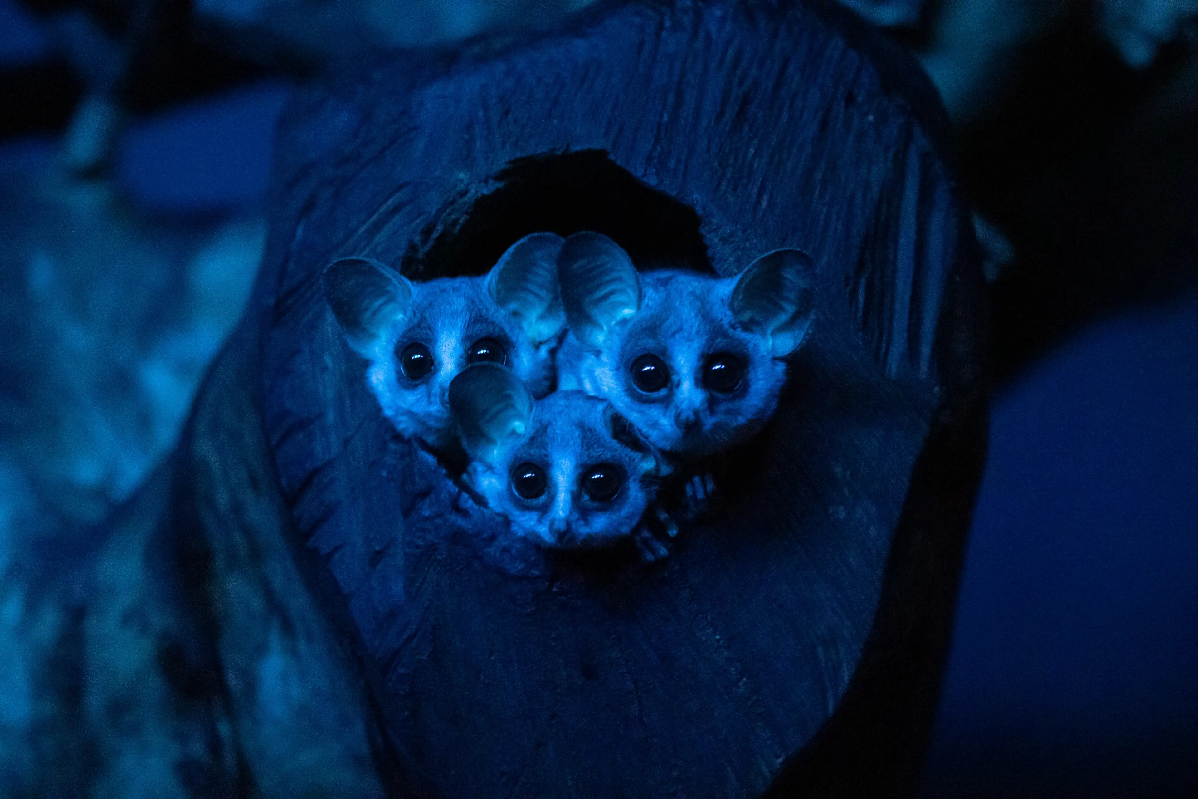 Tre galagoer der kigger frem i Natzoo i København Zoo