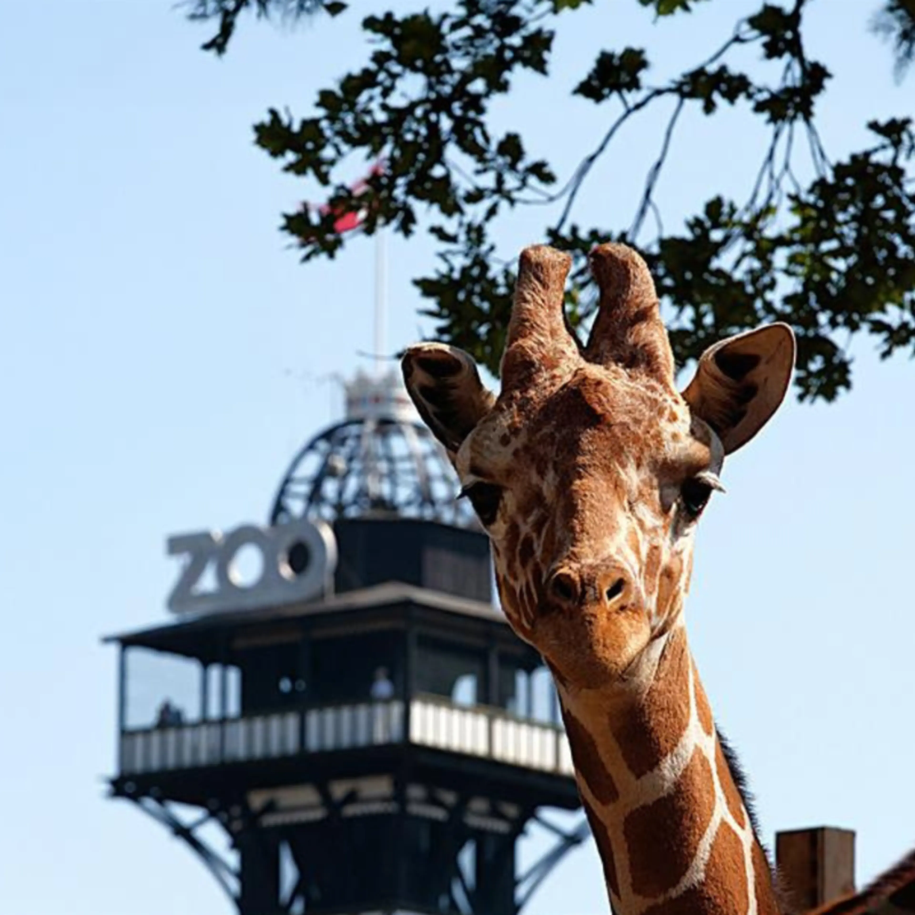Giraf foran Zoo Tårnet i København Zoologisk Have