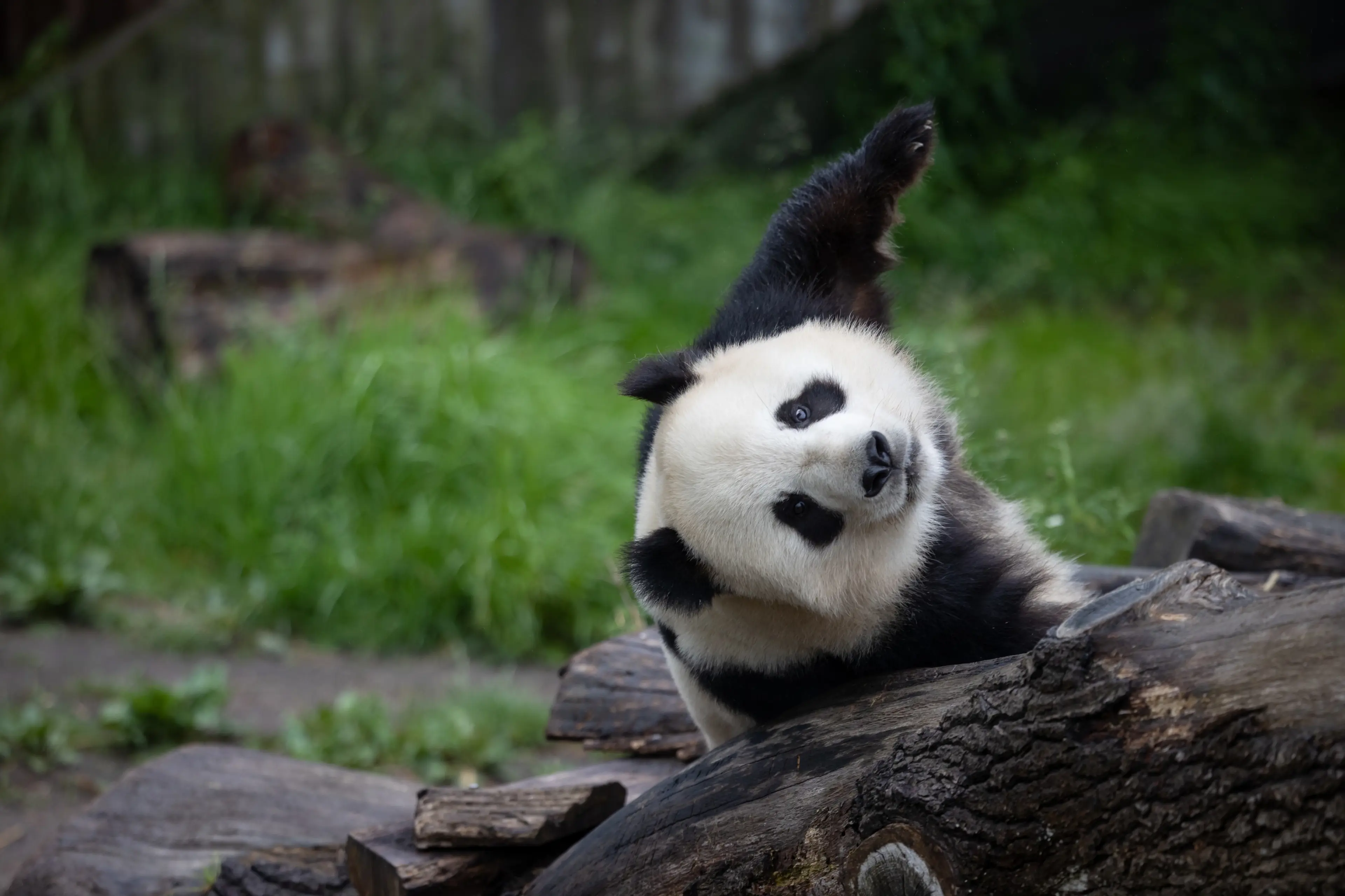 Panda i København Zoologiske Have