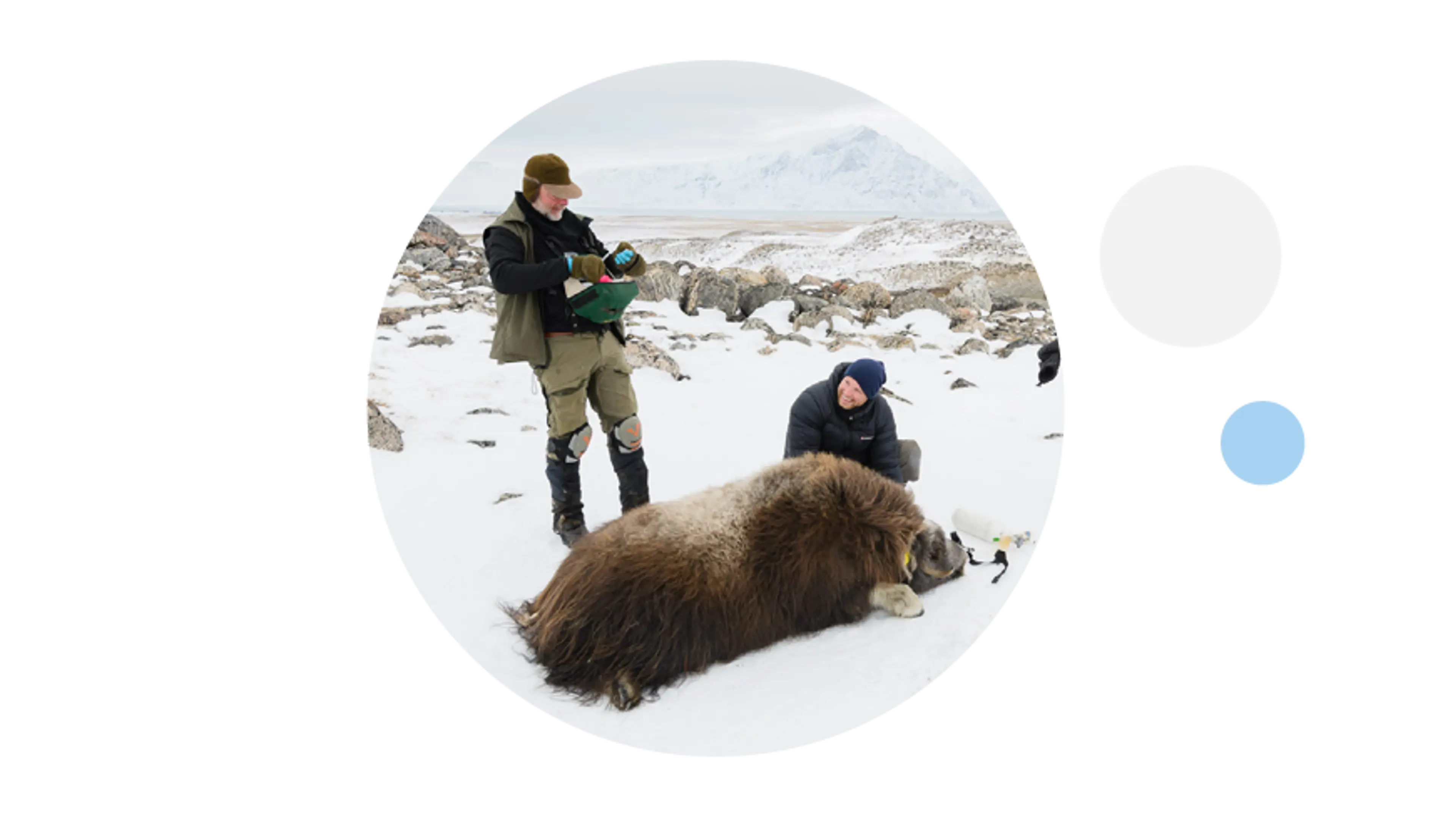 Moskusokse fra Grønland // dyrlæger arbejder ved moskusokse i Grønland