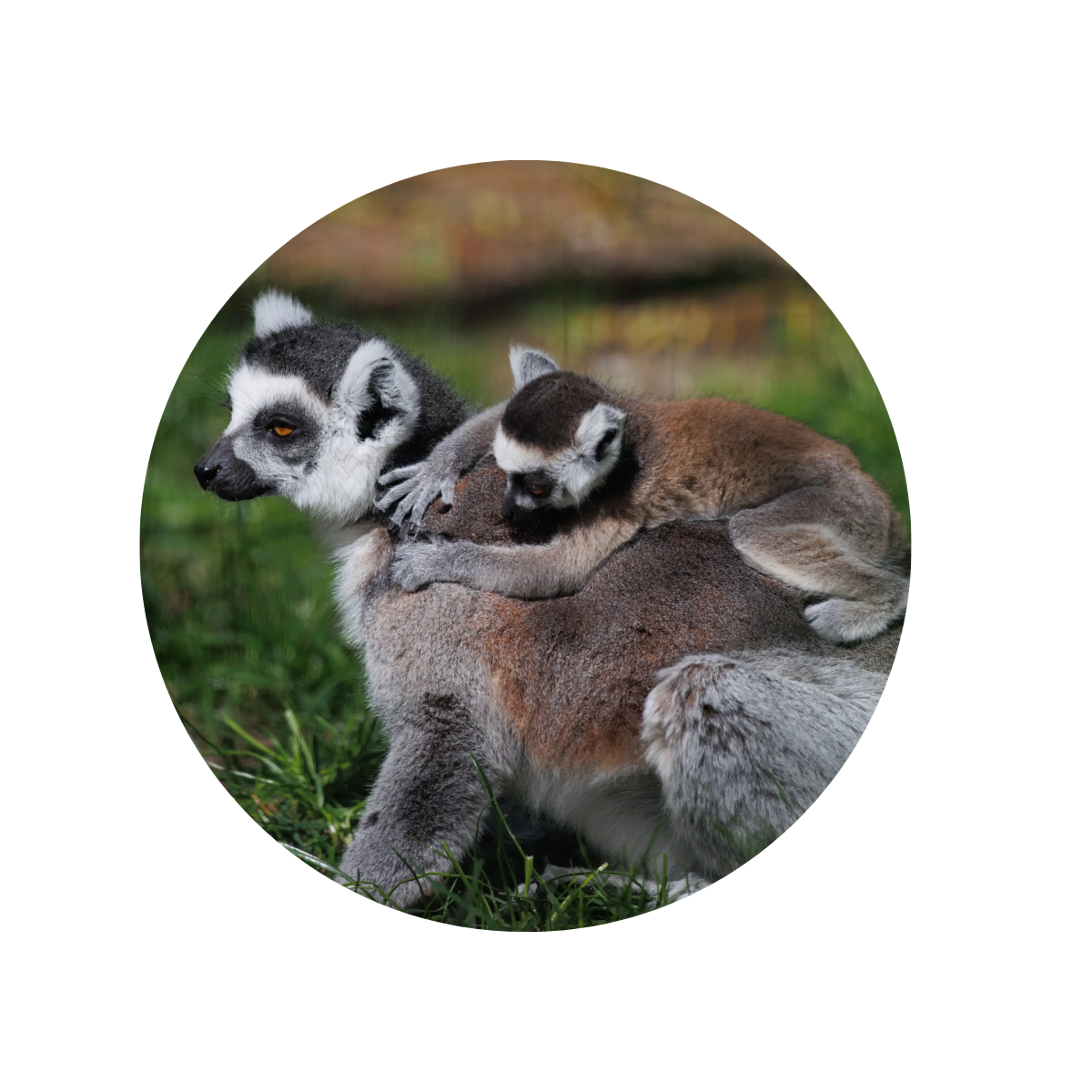 Lemur og unge