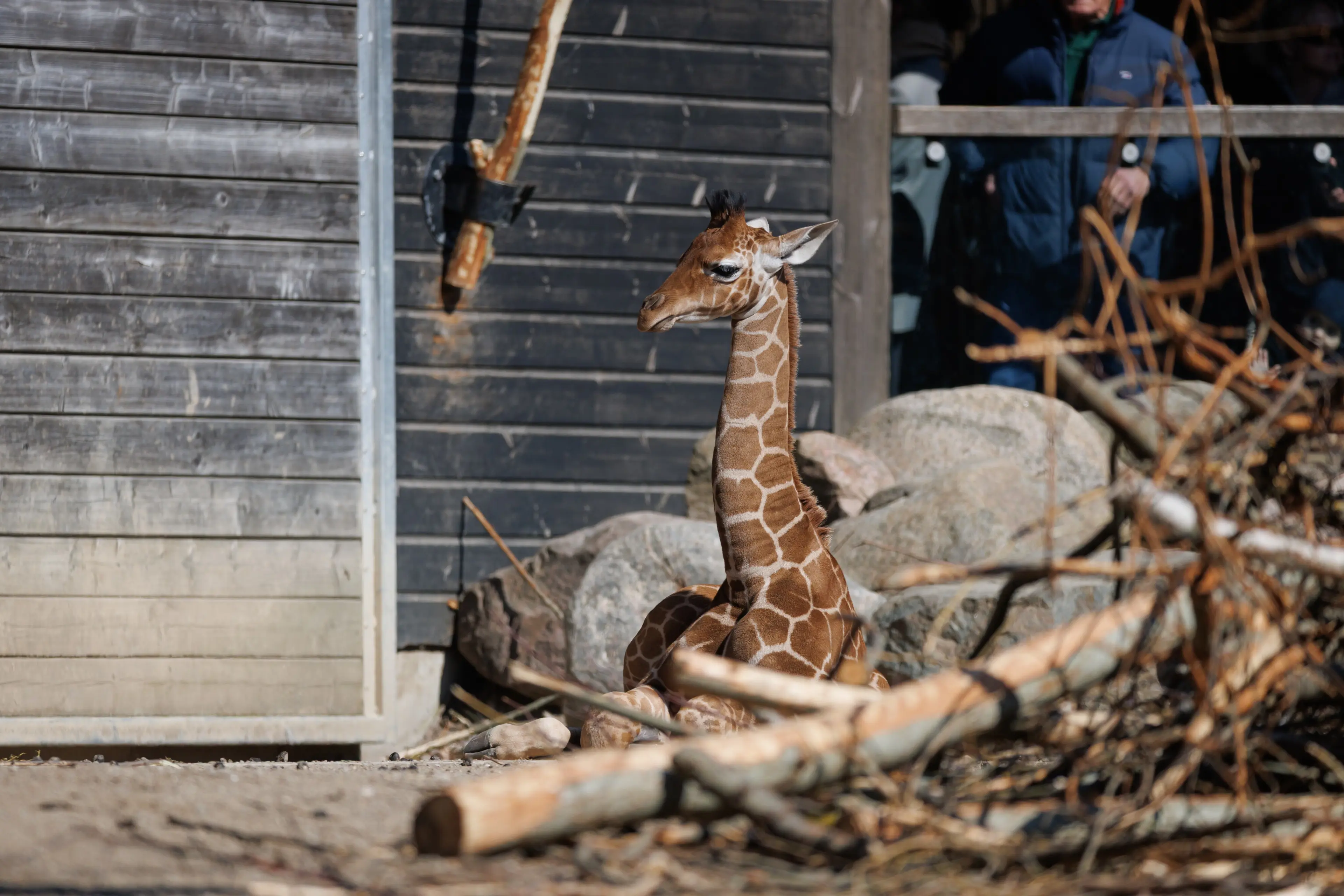 Girafunge på savannen i København Zoologiske Have