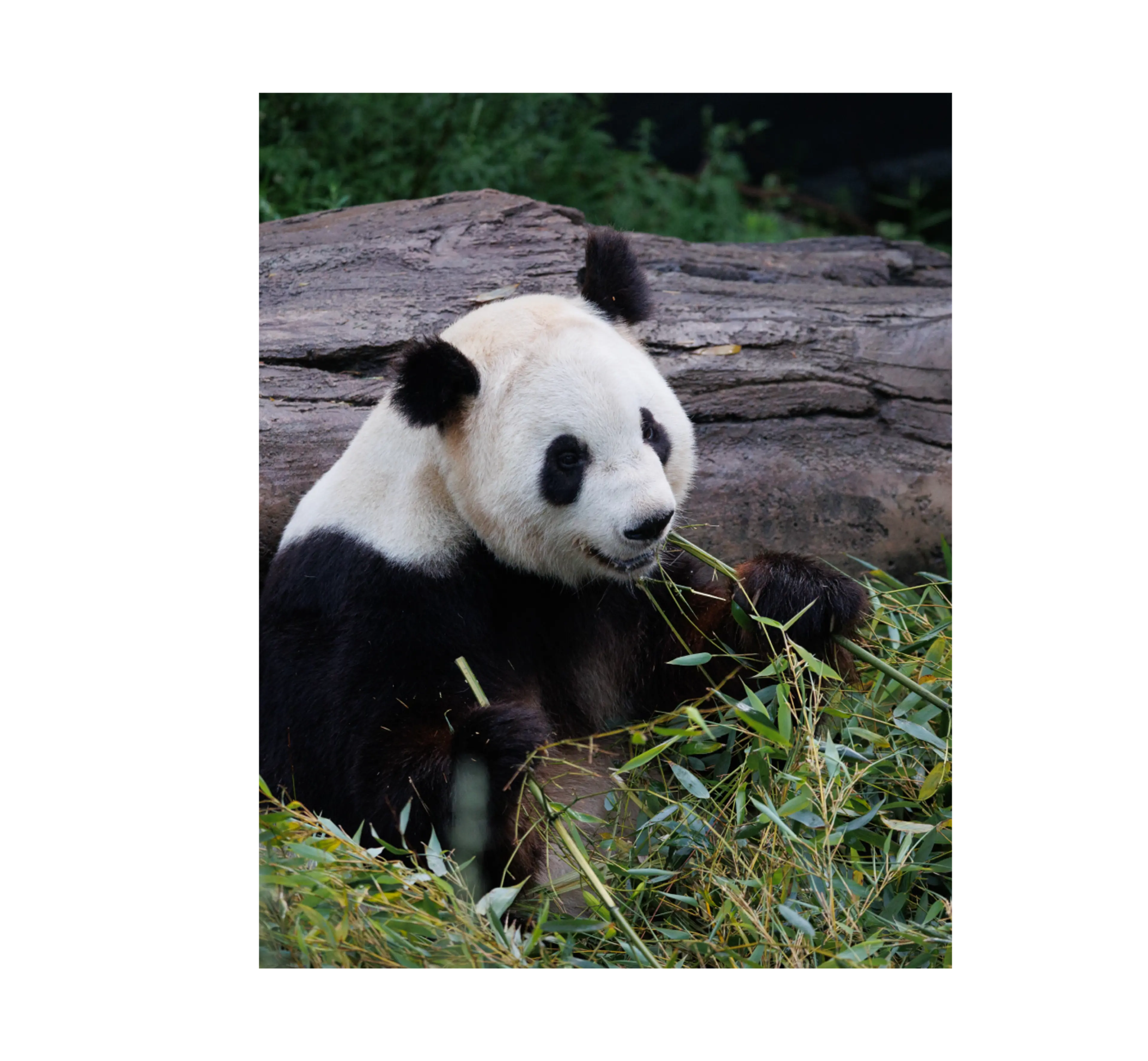 Panda spiser bambus